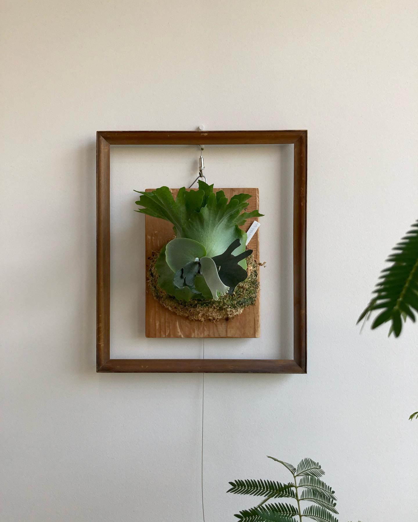 スコタツのスポアで御座います。