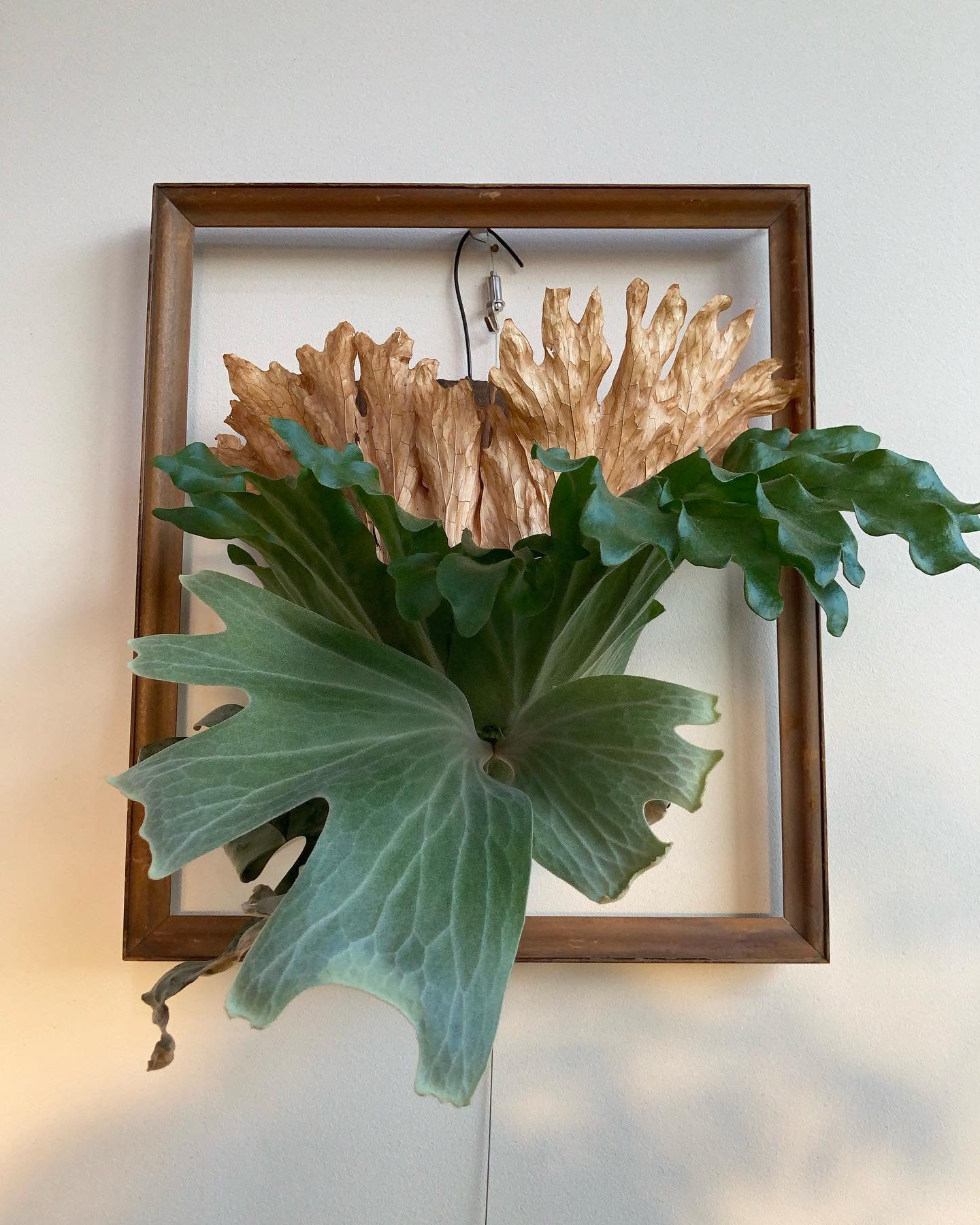 垂れ下がる貯水葉、、 ワリチーの育て方がわからない！ でも、かなりのポテンシャルを秘めているっぽい