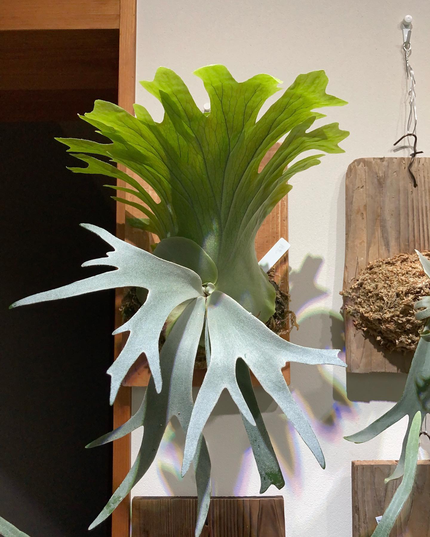 ついに胞子葉が！