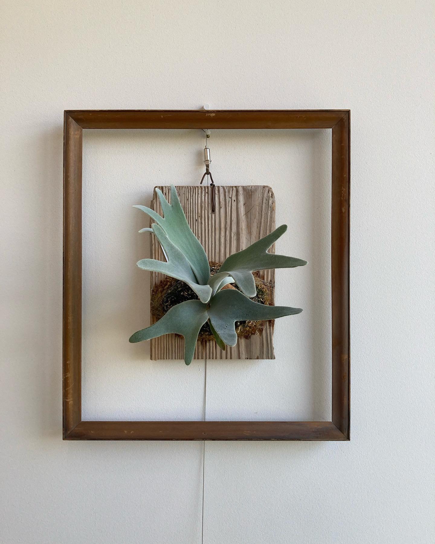 エルサです 綺麗に育って欲しいものです。