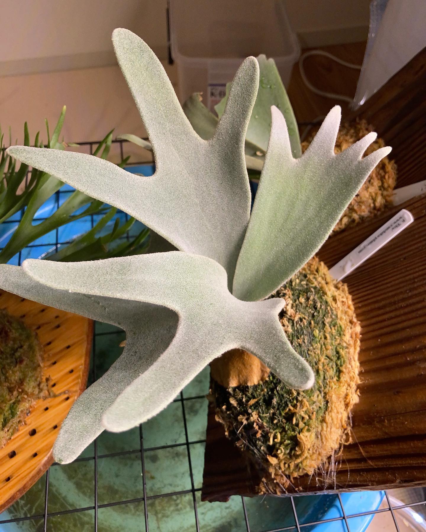 やっぱり白い そして肉厚 from @vandaka_plants