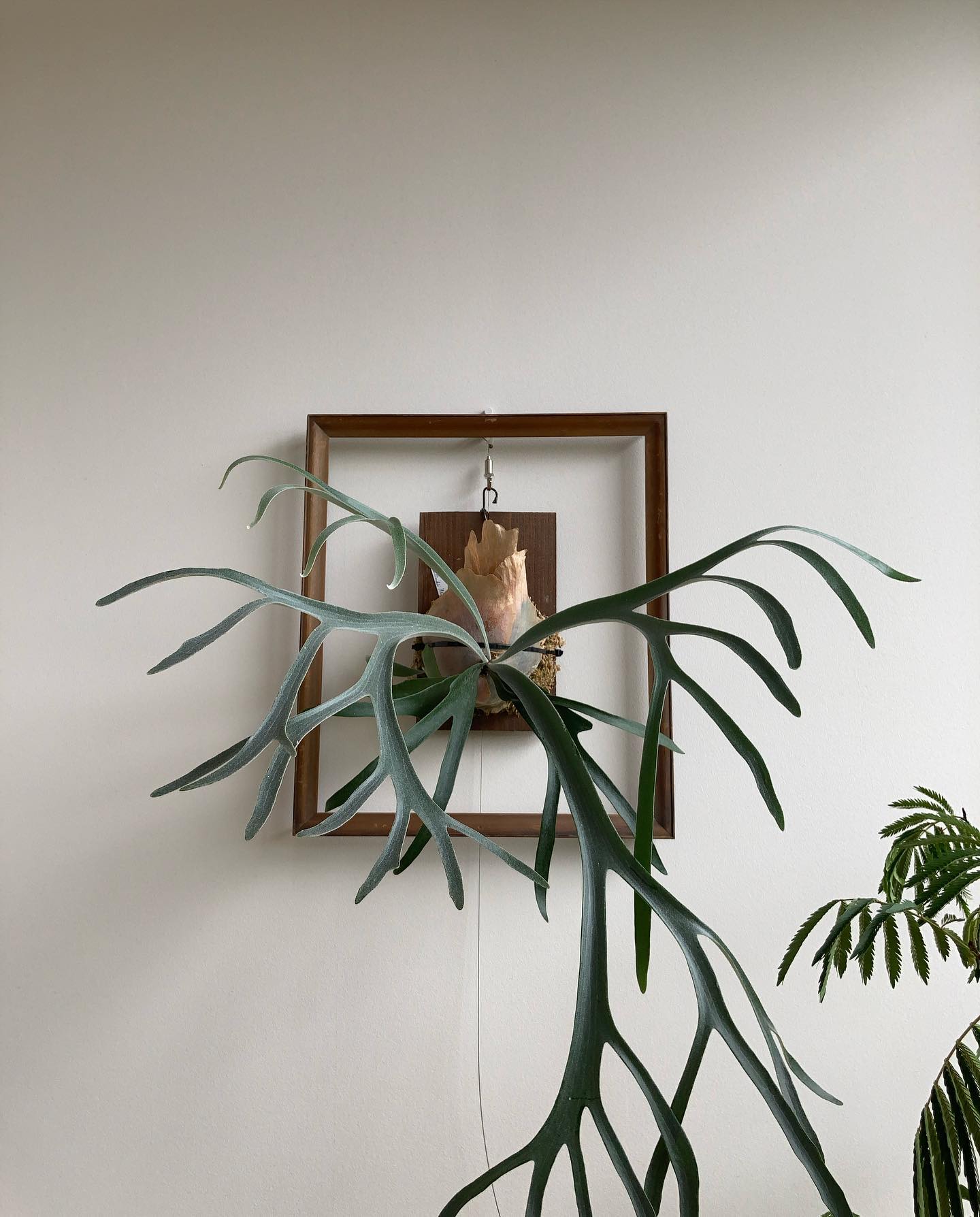 ビカクはアートみたいな感じです