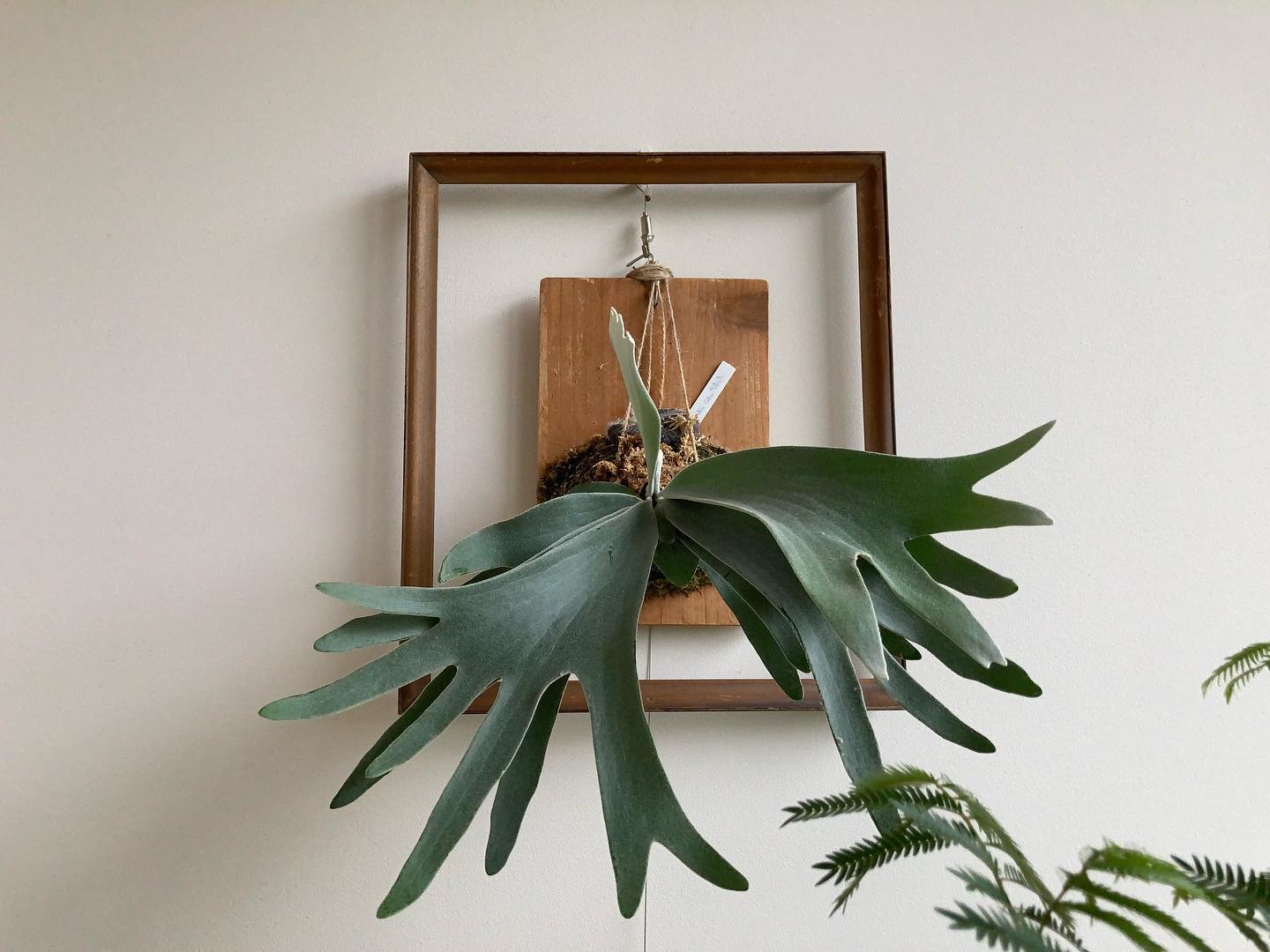 多分うちのは、セルソタツタ"ノーシールド"です