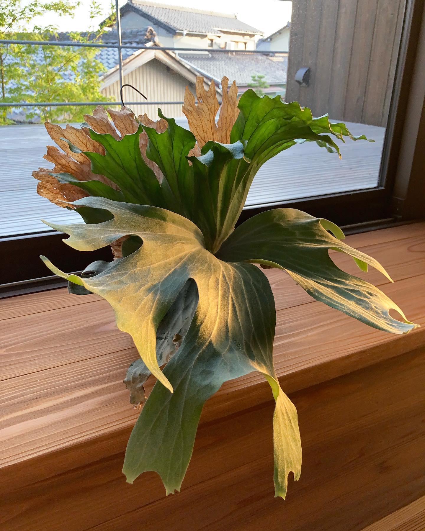 ワイルドのワリチーらしいです。 はるばる日本へ、、数奇な運命ですね笑