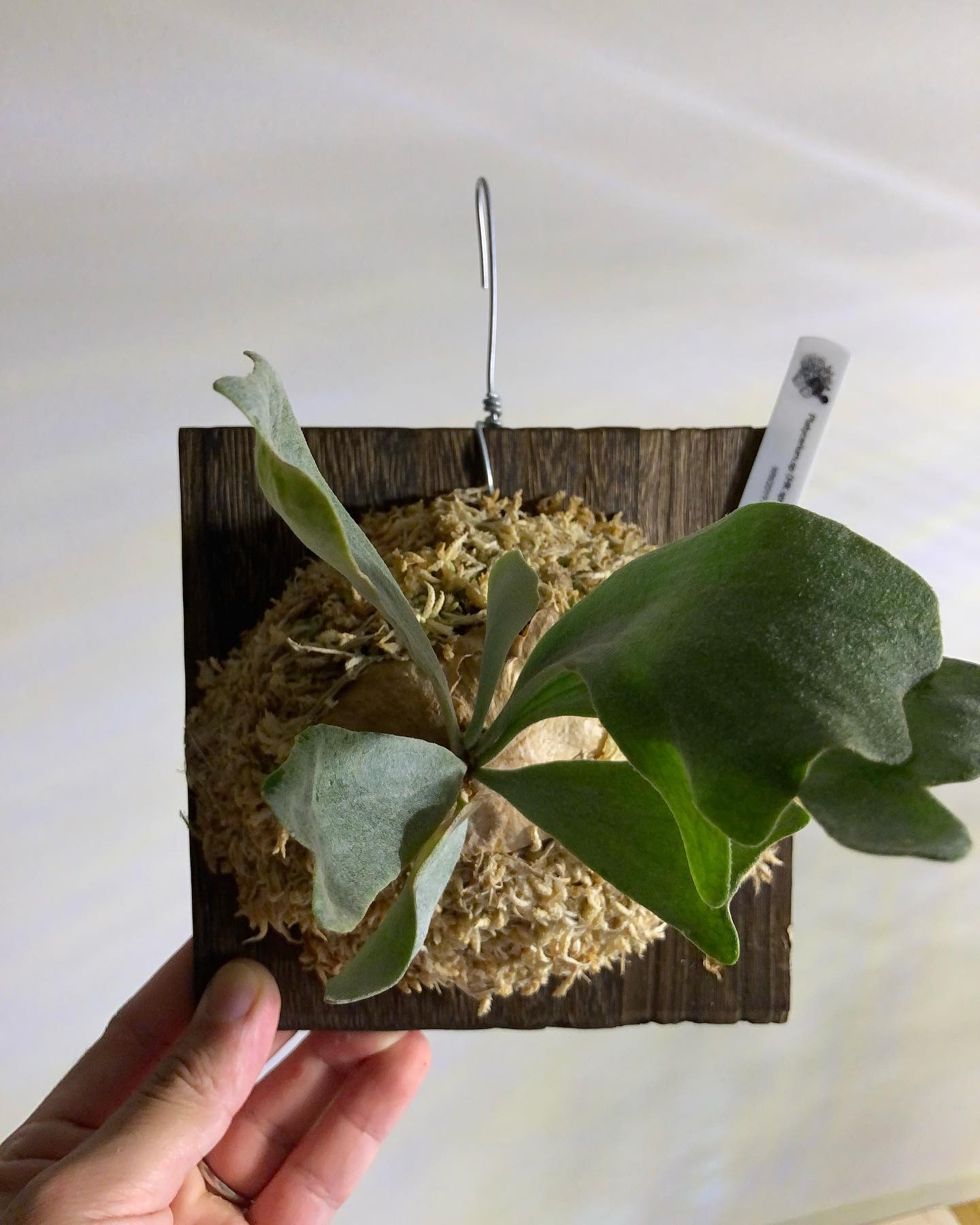 この胞子葉の質感は見たことない