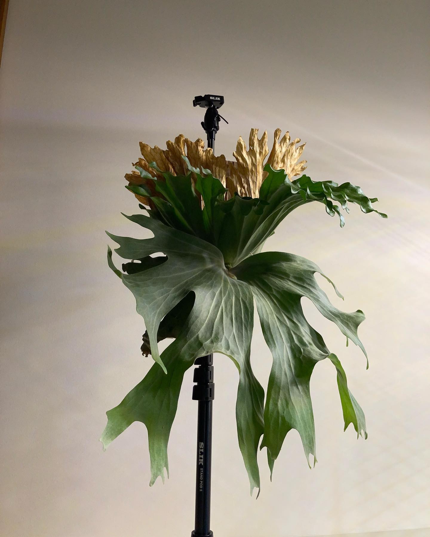 ガンダムUCにこんなのいたような、、 飽きずにワリチーです。 この腰が高く重心が高い感じがカトキハジ