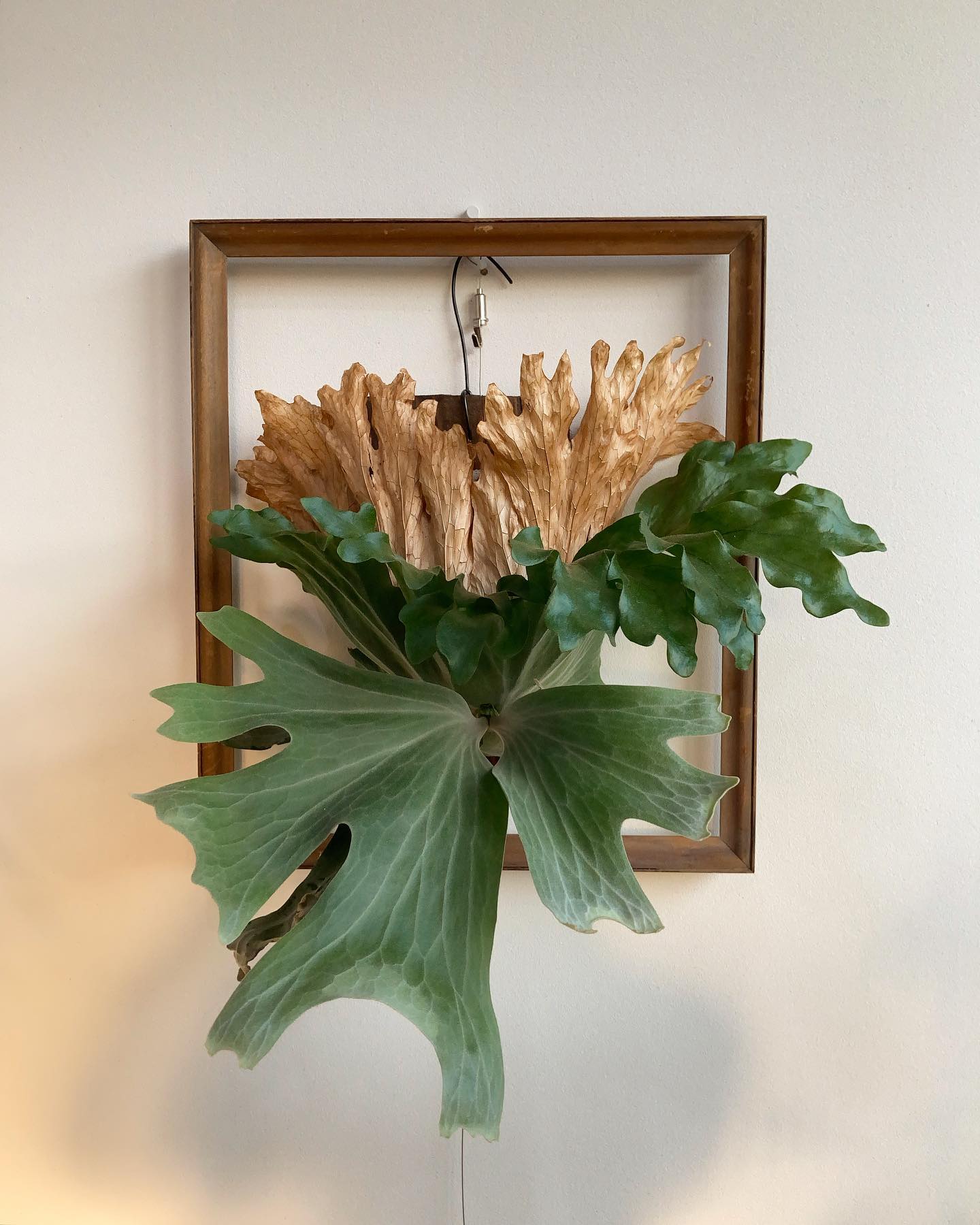 ワリチーにメロメロ