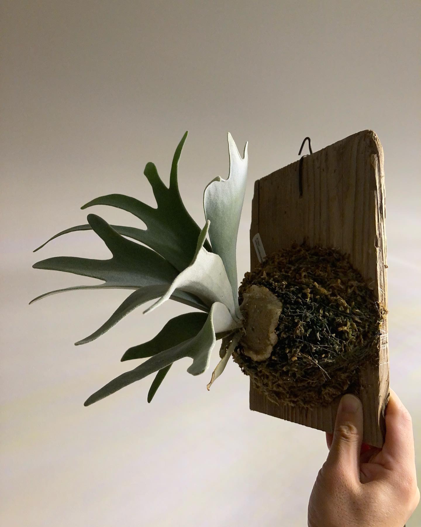 どうも、ガチムチエルサです。