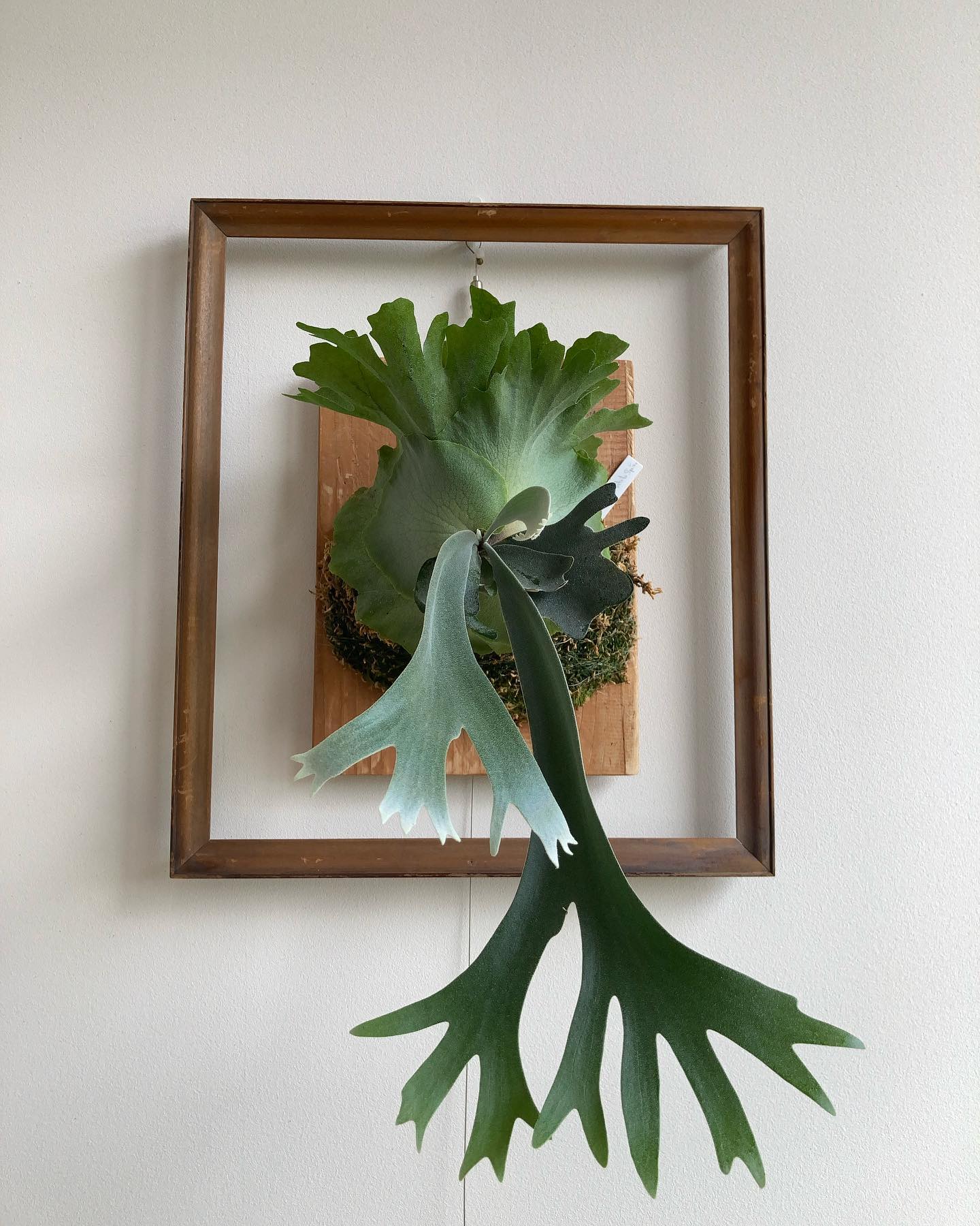 スコフィールドタツタのスポアです。去年7月14日(6枚目)にうちに来たのでほぼ一年経ちました。 タグ