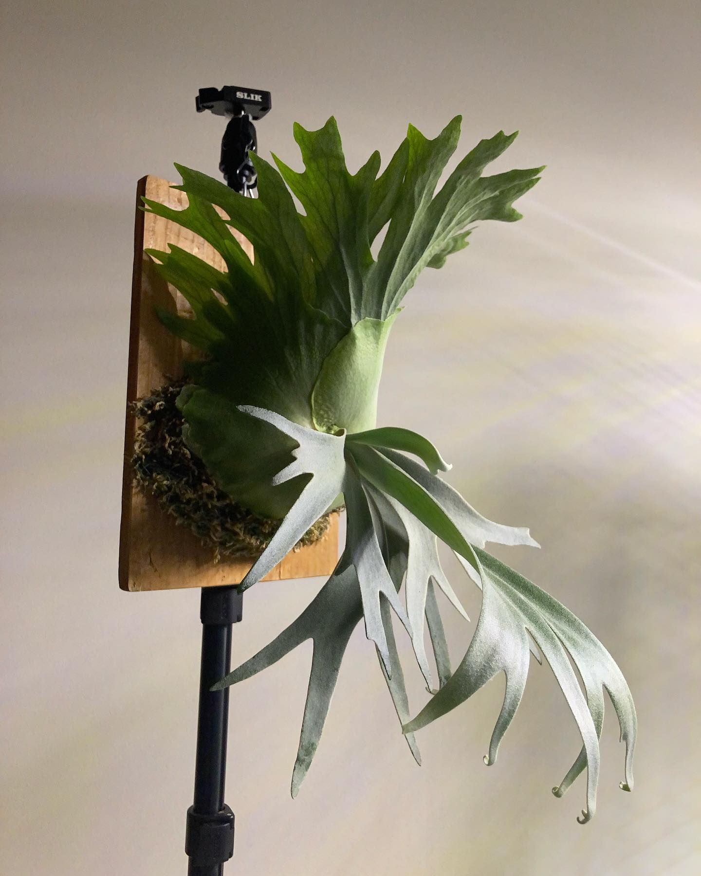 胞子葉先端のさりげないクルクルがかなり好き。 次の胞子葉から多分岐になりそうな予感。