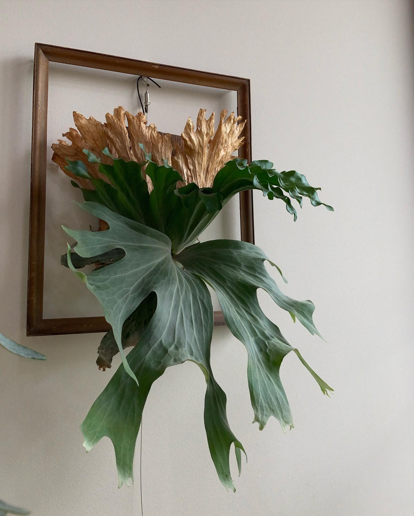 たまらんです。