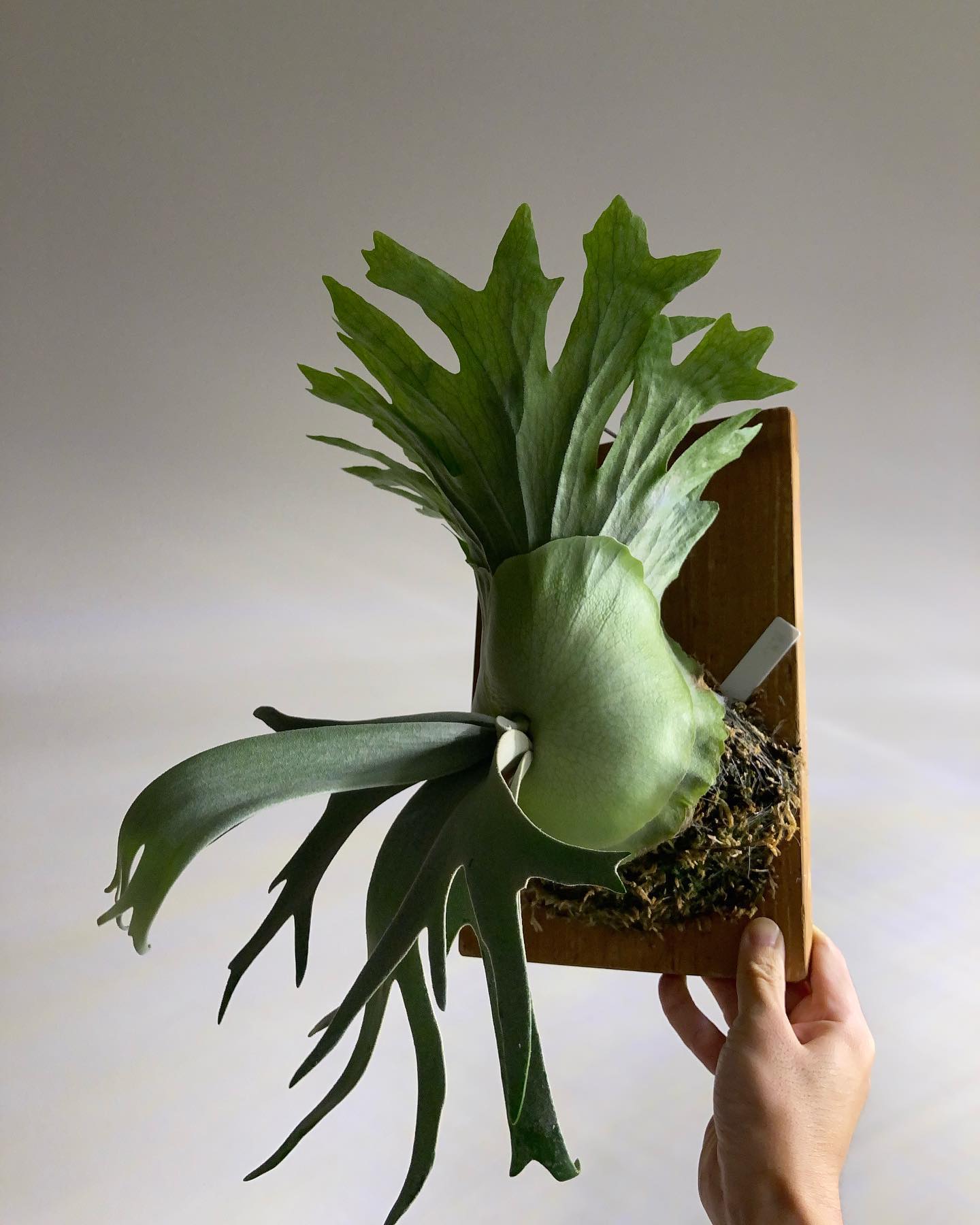 王道って感じですね！