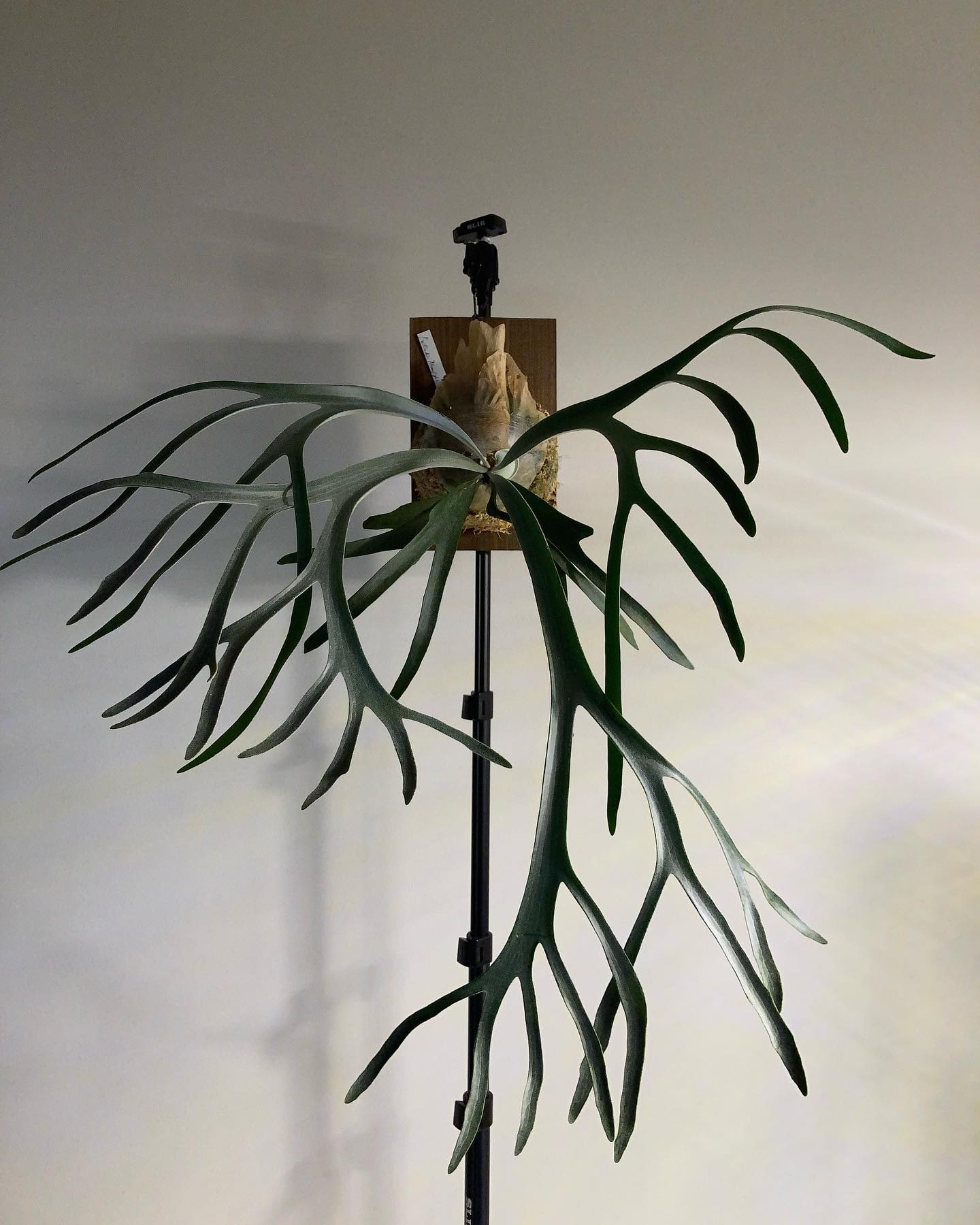 定期的に撮りたくなるやつ。 This is moonlight-chan.