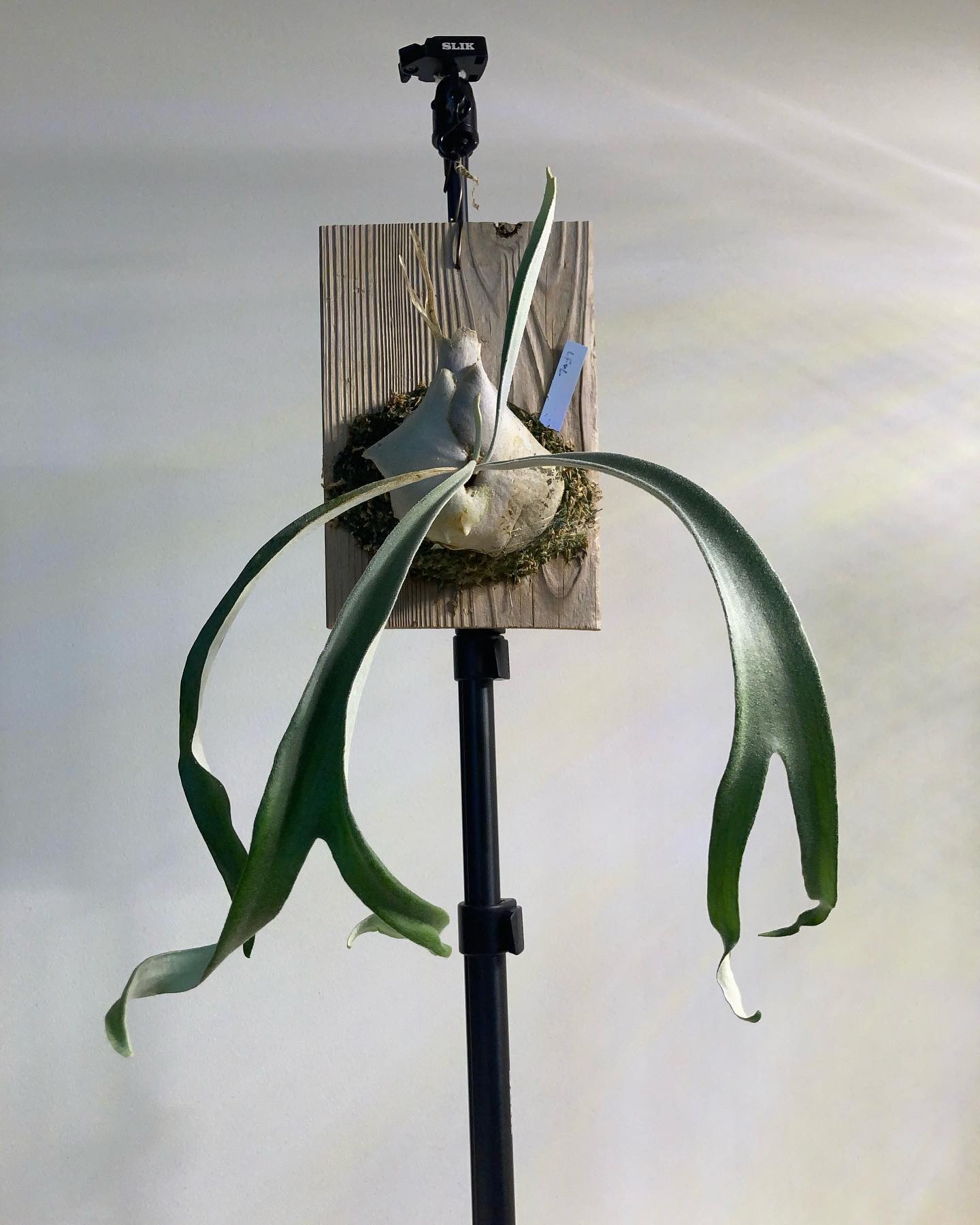 なんか胞子葉がカールしてきました。病気？