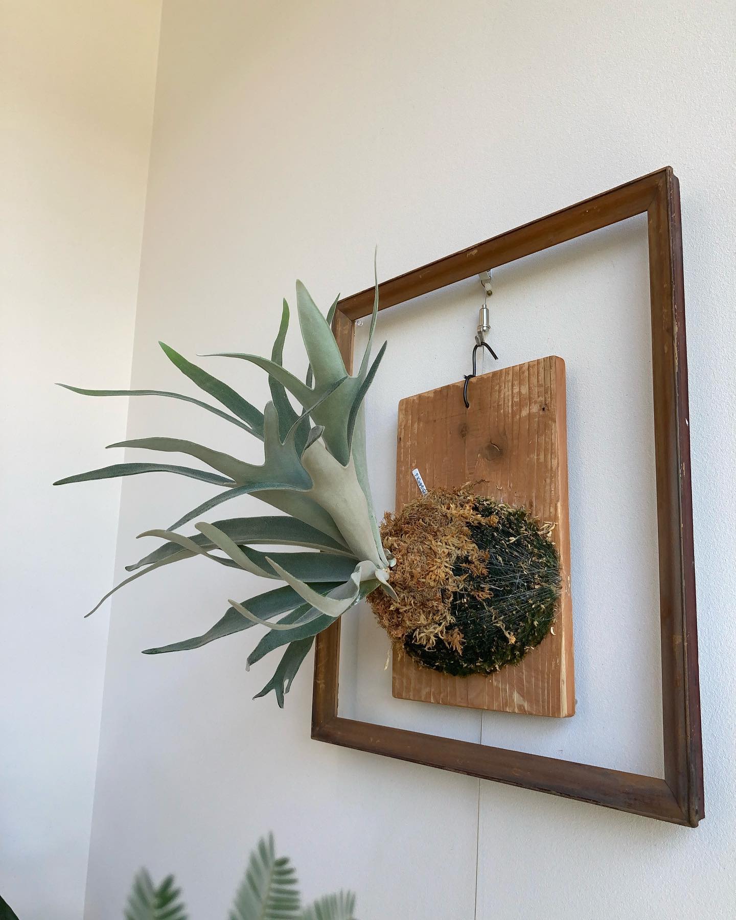 キングフィッシャー君 切れ込みが深く枝垂れる胞子葉が特徴みたいですが、まだまだ道のりは遠いみたい