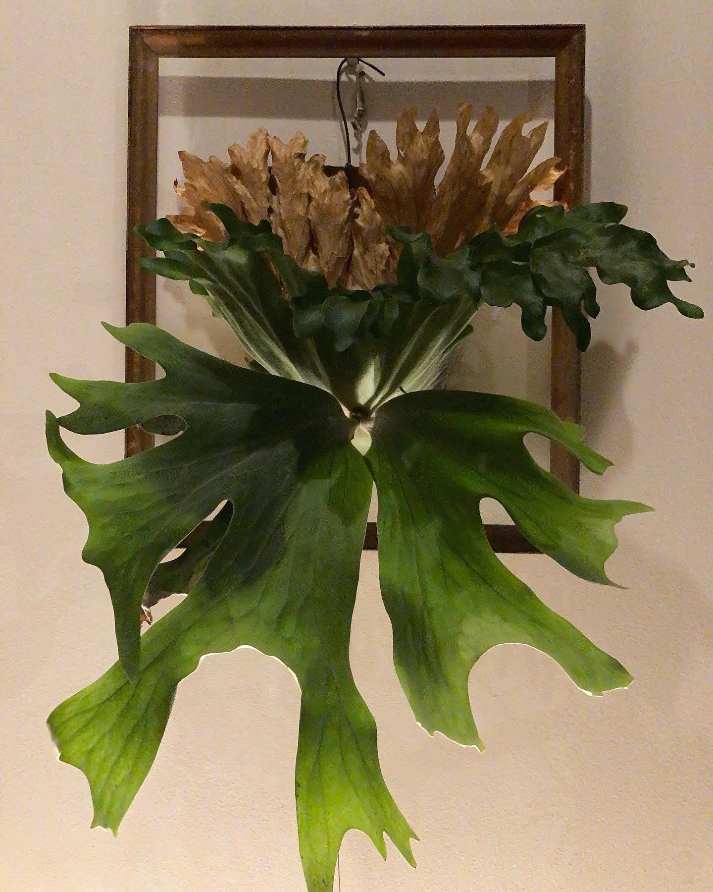 最近ワリチーばっかりですみません。。 でも、本当に好きなんです。 来年度は貯水葉を揃えたい。。