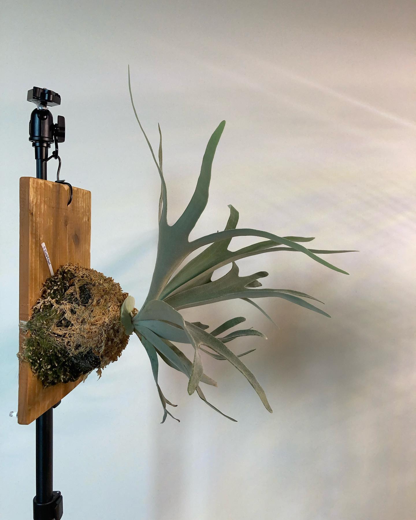 なかなかに個性的