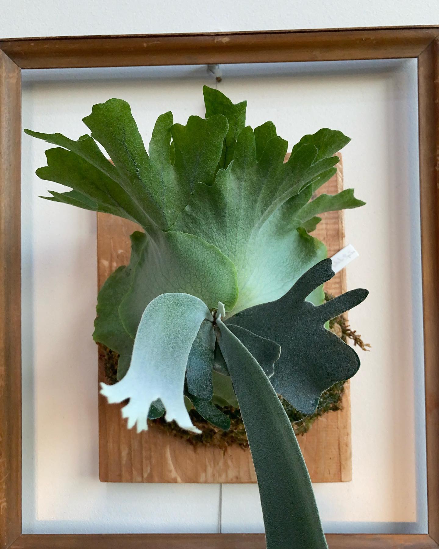 我が家のスコタツスポア 少し美容整形しました。 わかりますか？ あまり多くのビカクを見た事ありません