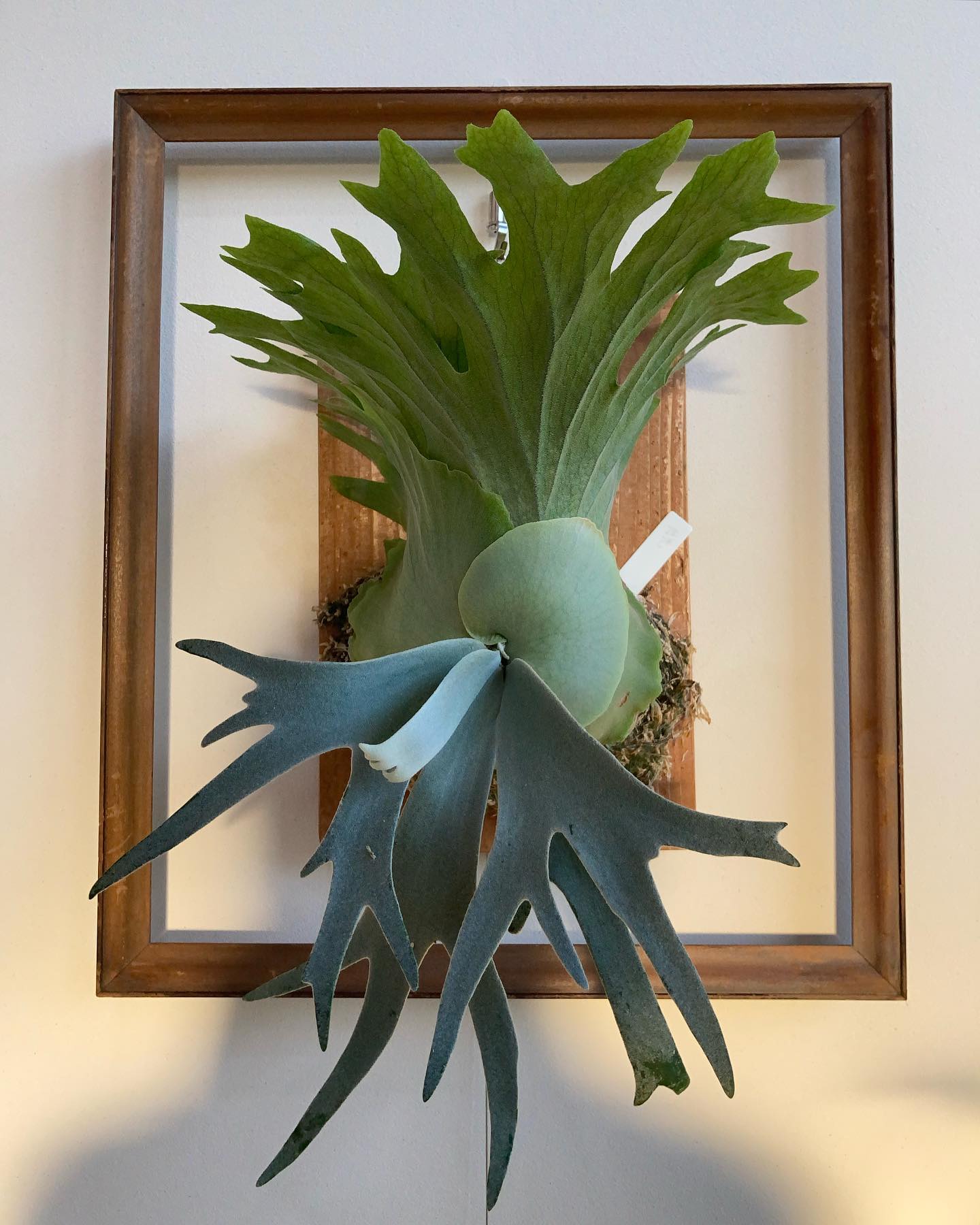 内側に向かおうとする胞子葉に苦慮しましたが、別の胞子葉に引っ掛ける荒技でなんとか矯正出来ました まだ