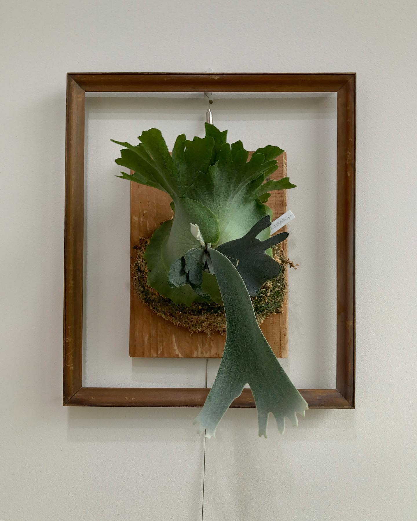 こちらはスコタツのスポア 貯水葉を少し美容整形したいところ やっと出た胞子葉の色が砂糖をまぶしたソー