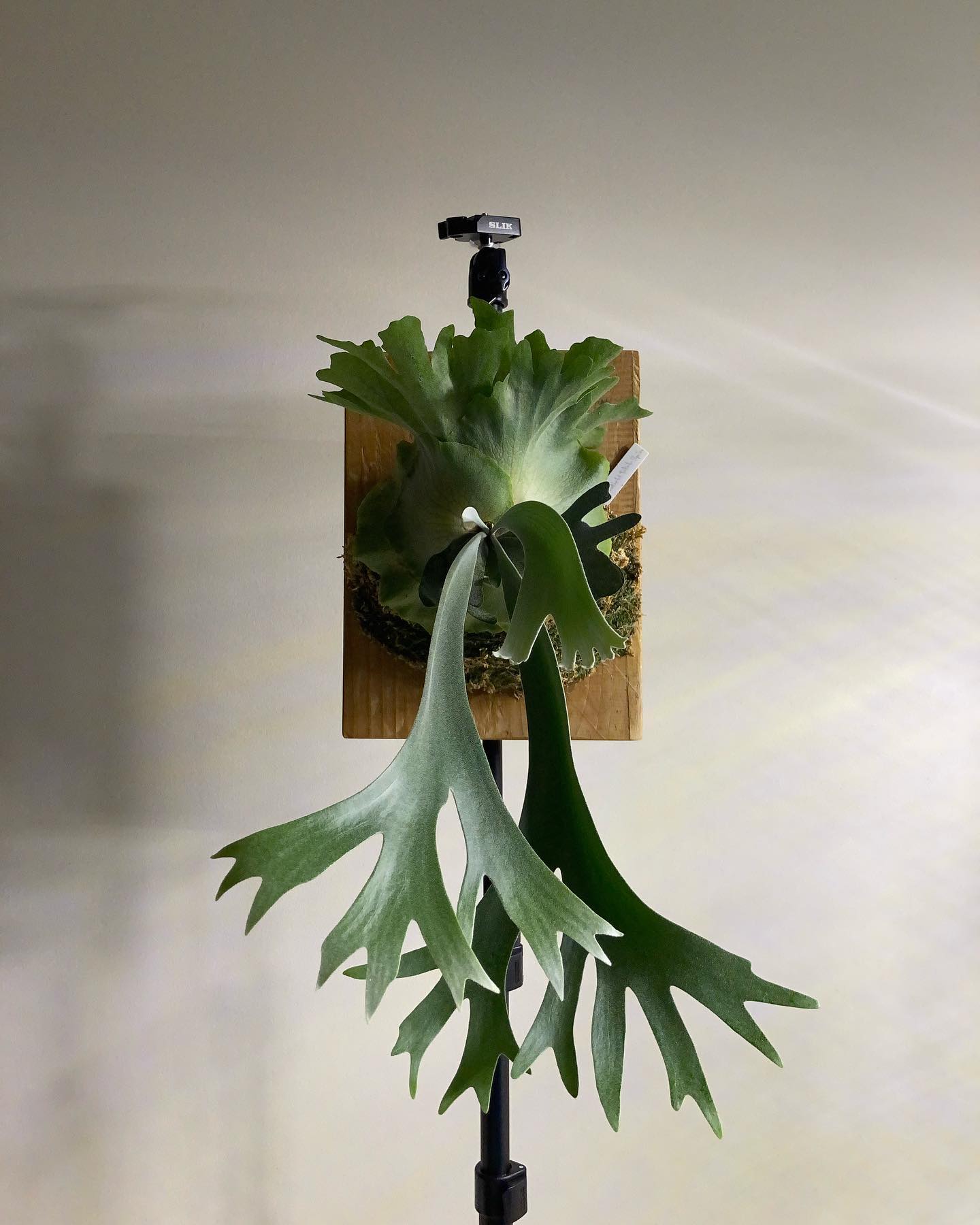 熊手みたいな胞子葉です。 スコタツスポアです。 スコタツを見た事ないのですが、この株は似てますか？？