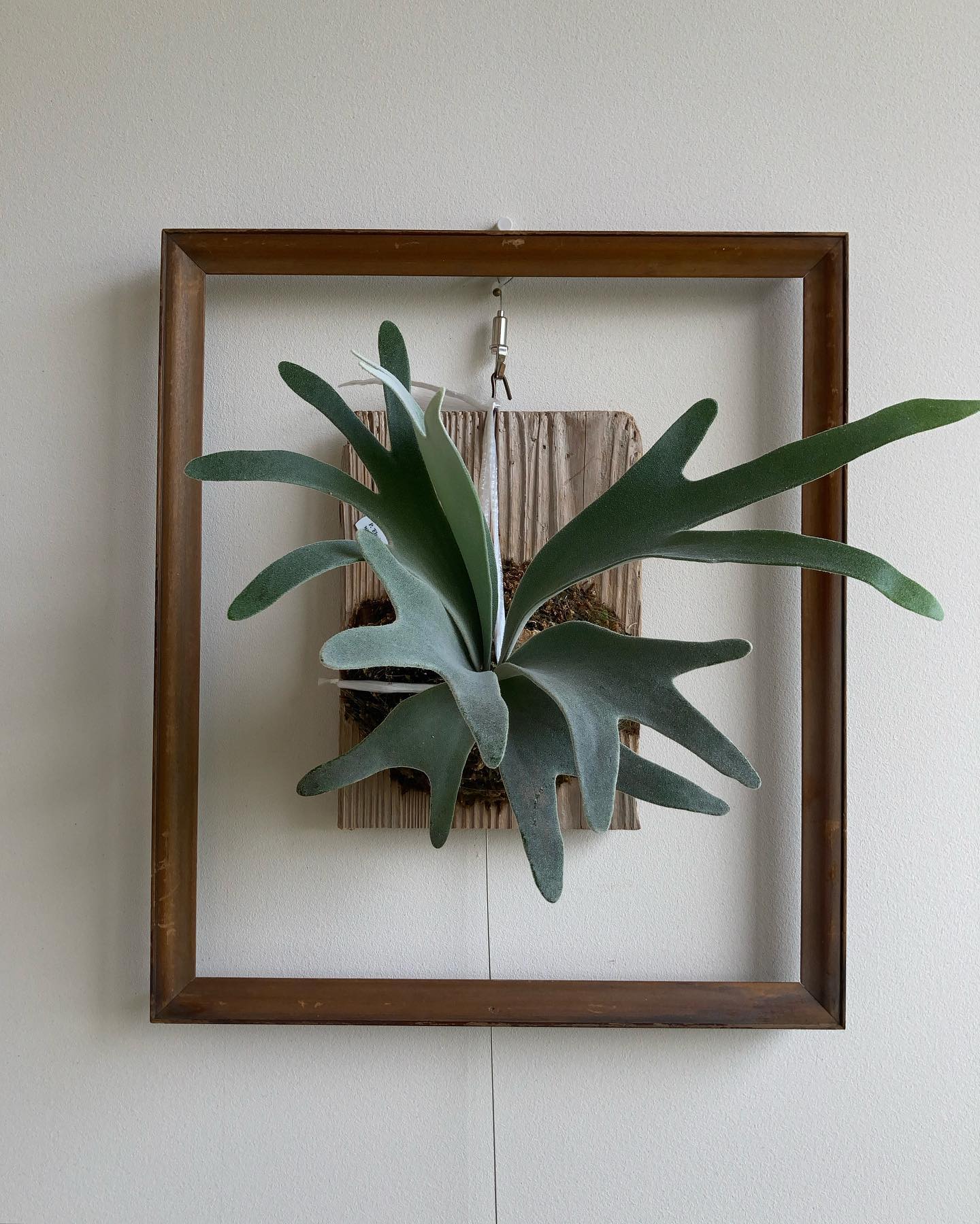 やっと貯水葉が出てきました。 やっと首折れ防止のKinbakuから解放出来そうです。