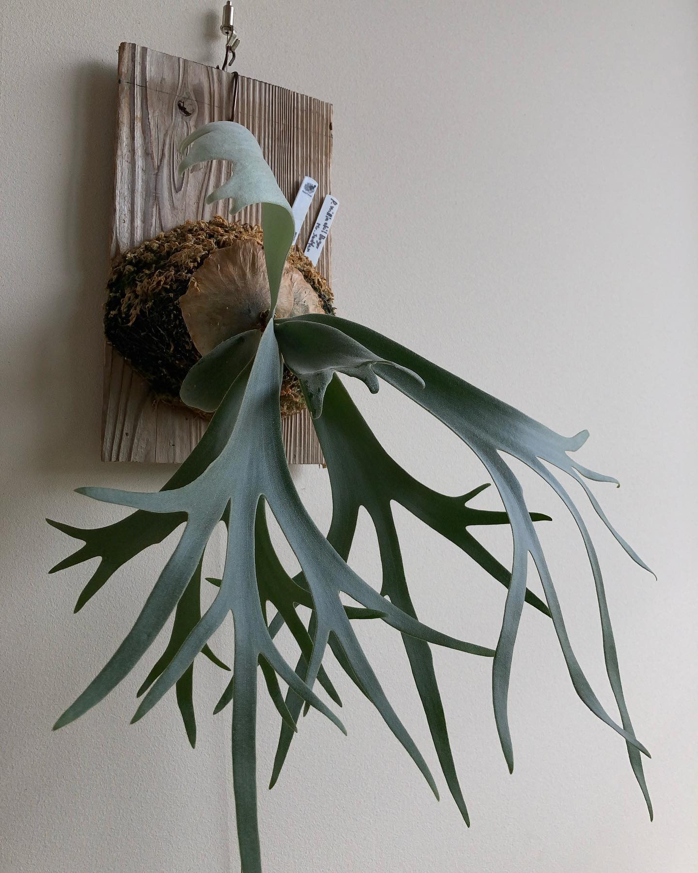 ついに貯水葉ターンへ ほんとこれ好き。