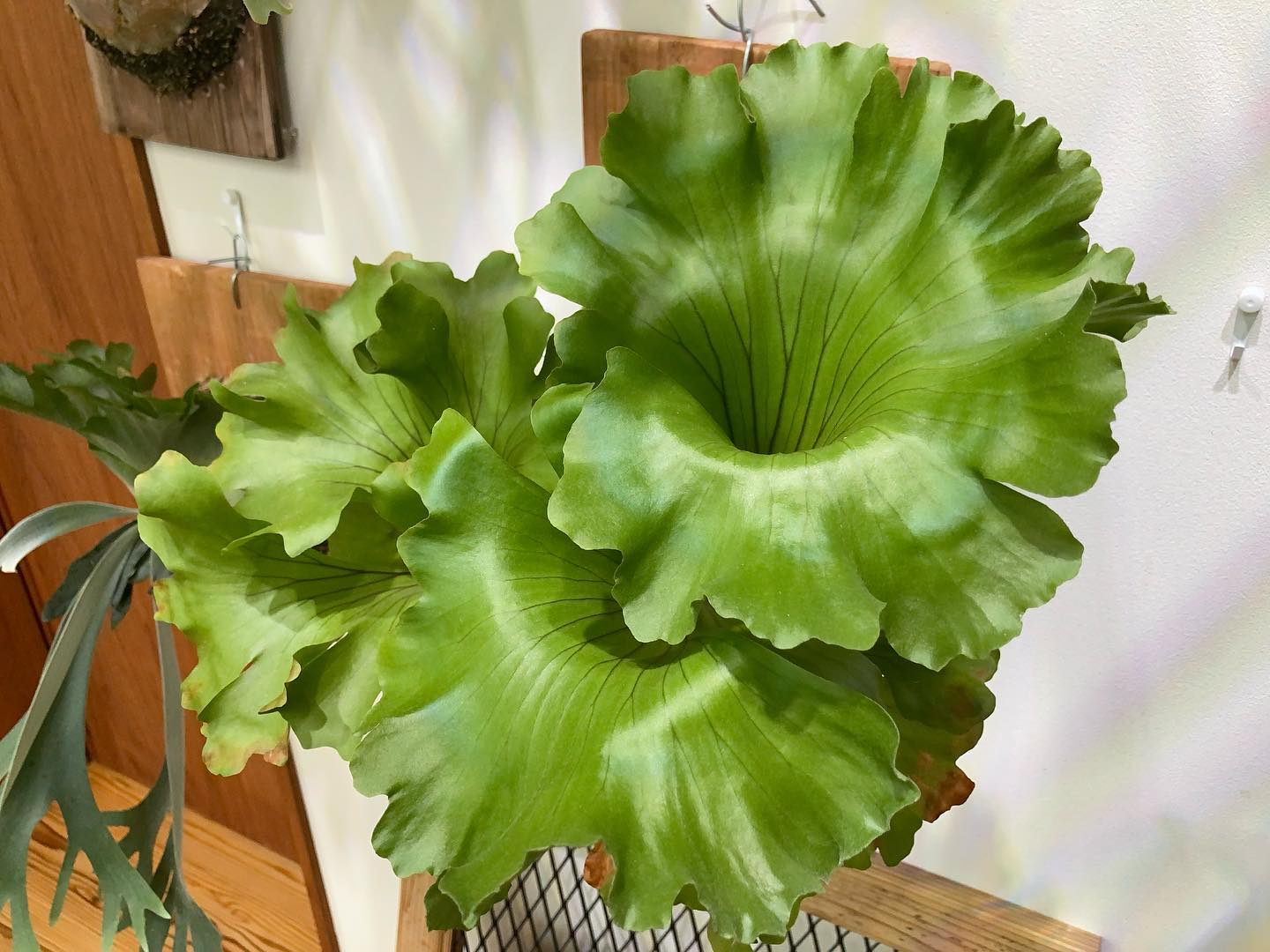 モンキーキング大暴れ