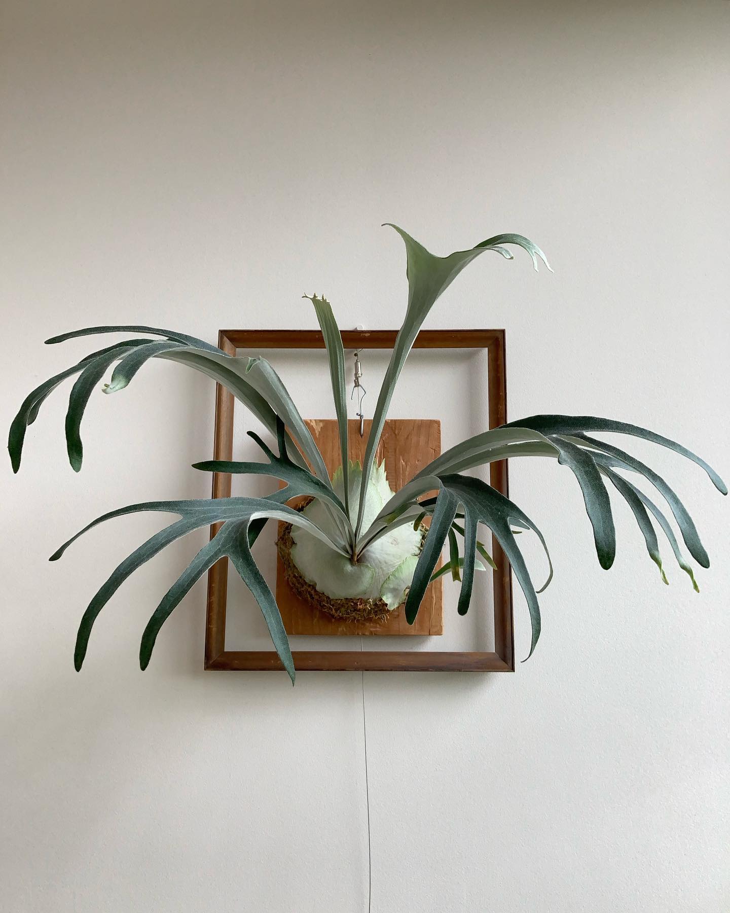 久しぶりの登場、ベイチーワイルドvp 胞子葉が12分岐以上になりそう。うちのベイチーズの中では暫定1