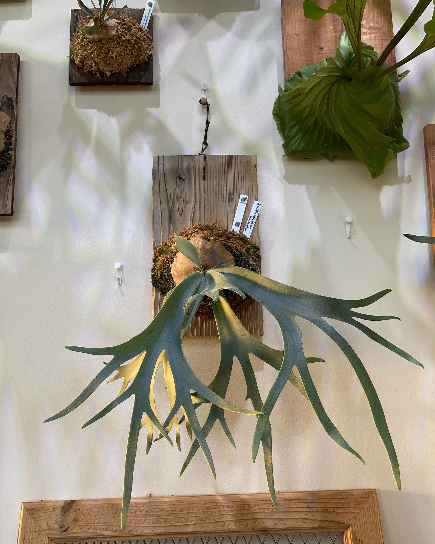 この時点で既にカッコいい。。 ボゴールスーダンです。