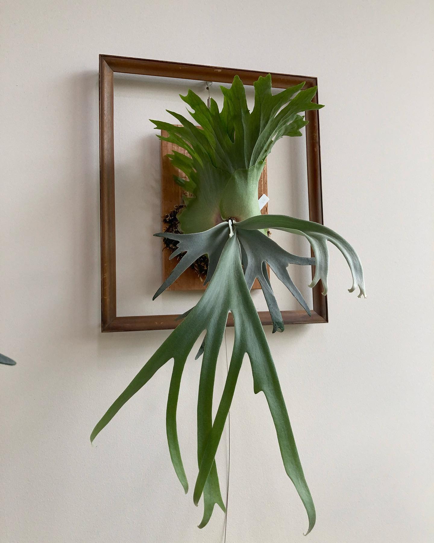 ショートになってくれそうにないな 水やりしすぎか？ 他のウィリンキーと比べて胞子葉先端の伸長が凄い！