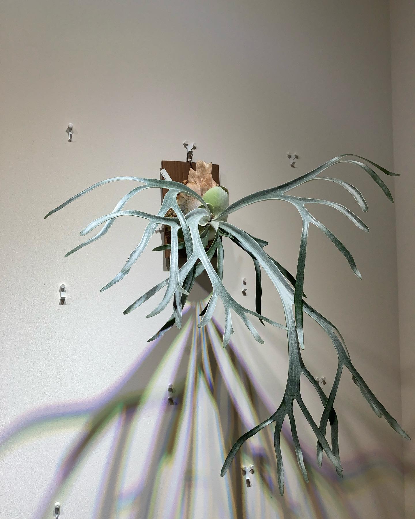 LED下だと白く見えます。 これはこれでなかなかどうして。 This is moonlight-ch