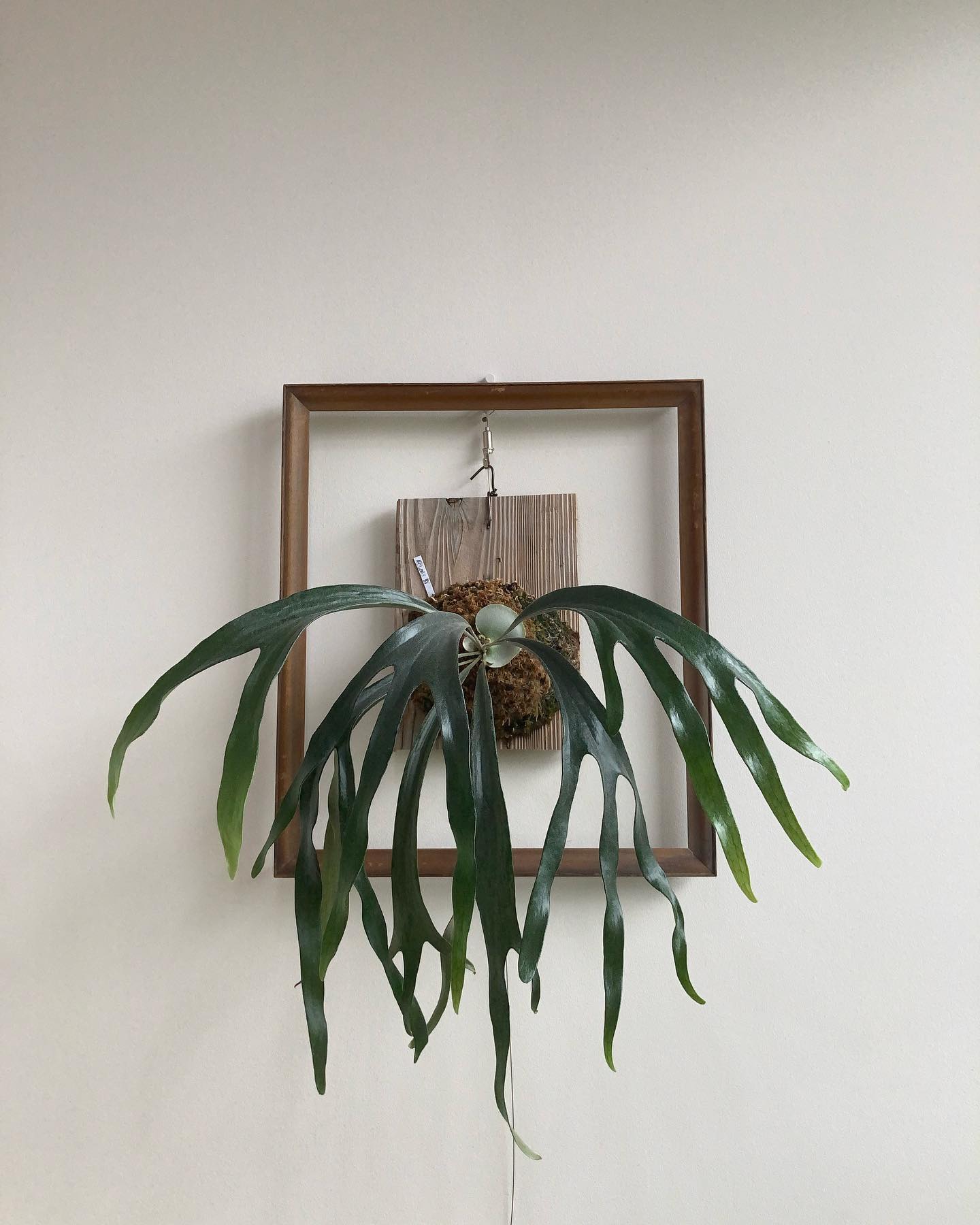 ルイスってやっぱたまらない。 from @botanyvalley