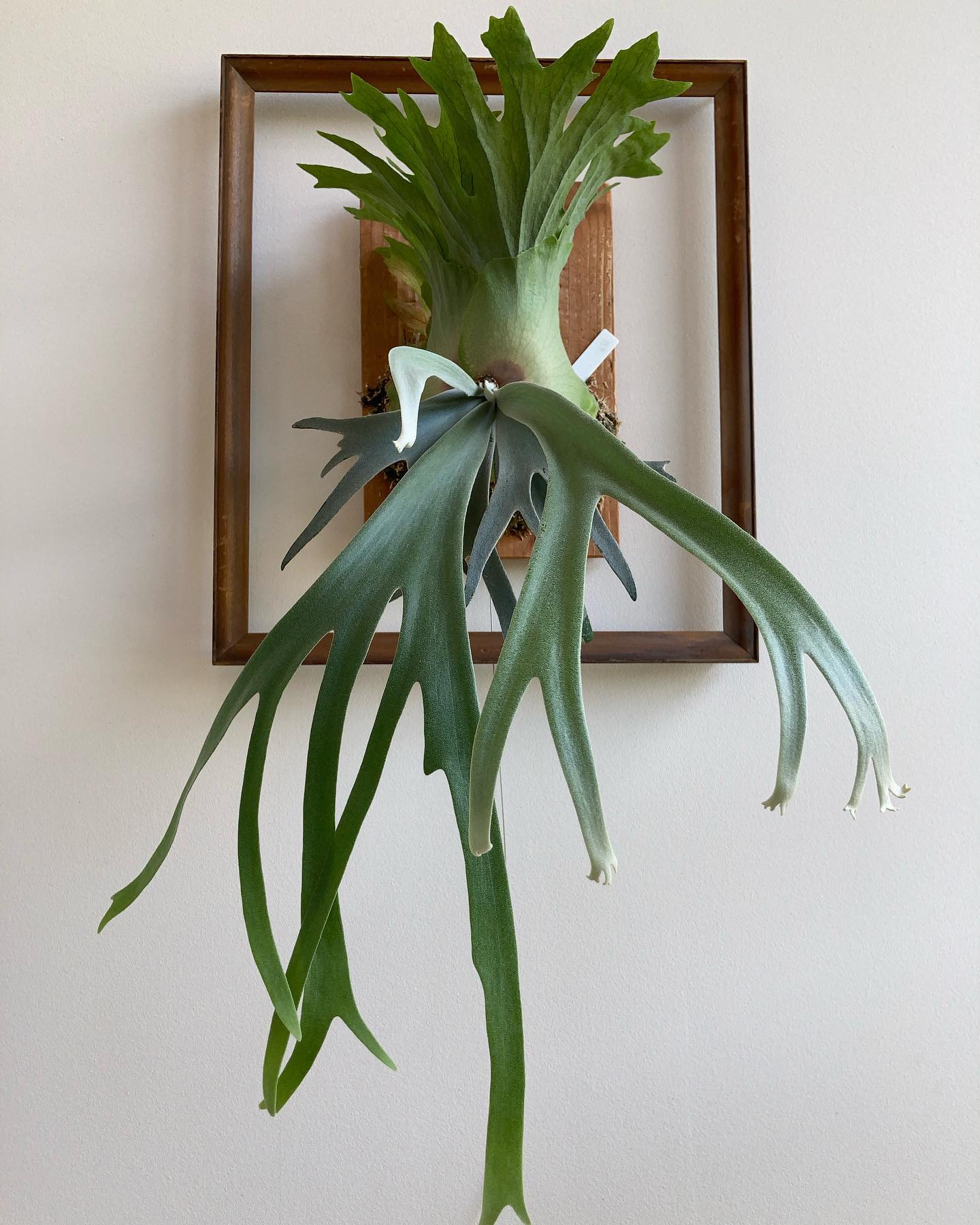 台湾の方の月光。 30分岐以上はしそう。 にしても胞子葉が長い