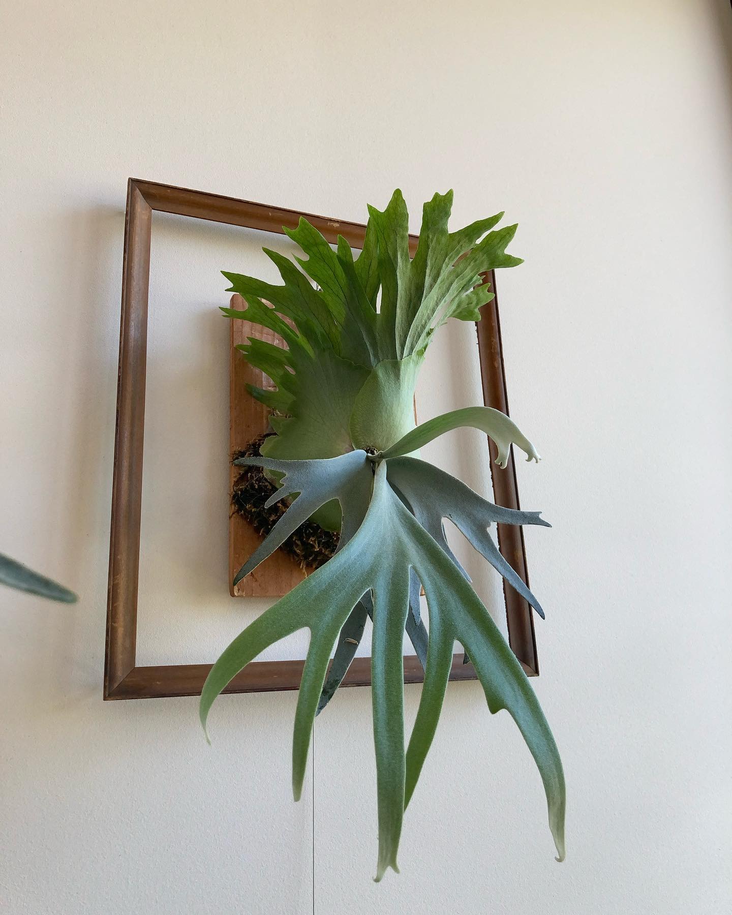 やはり、胞子葉ターン一発目の葉は長くなる傾向がありますね。