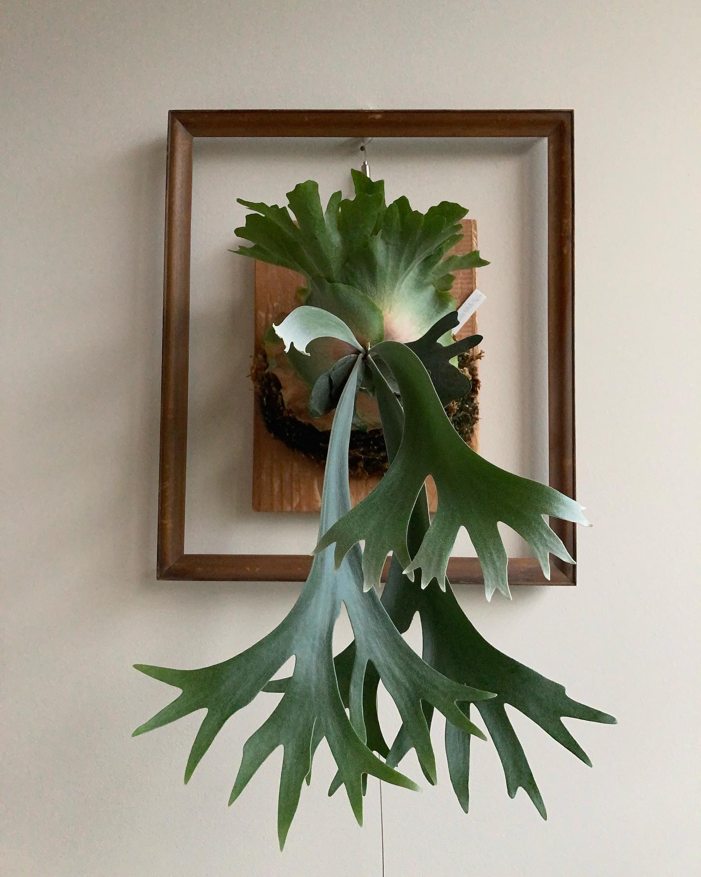 ジョルノジョバーナと胞子培養には夢があります。