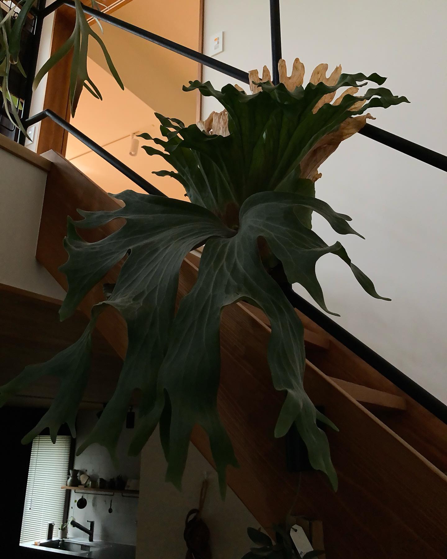 ビカク達をもっと綺麗に育てたい。 勉強しなくては。