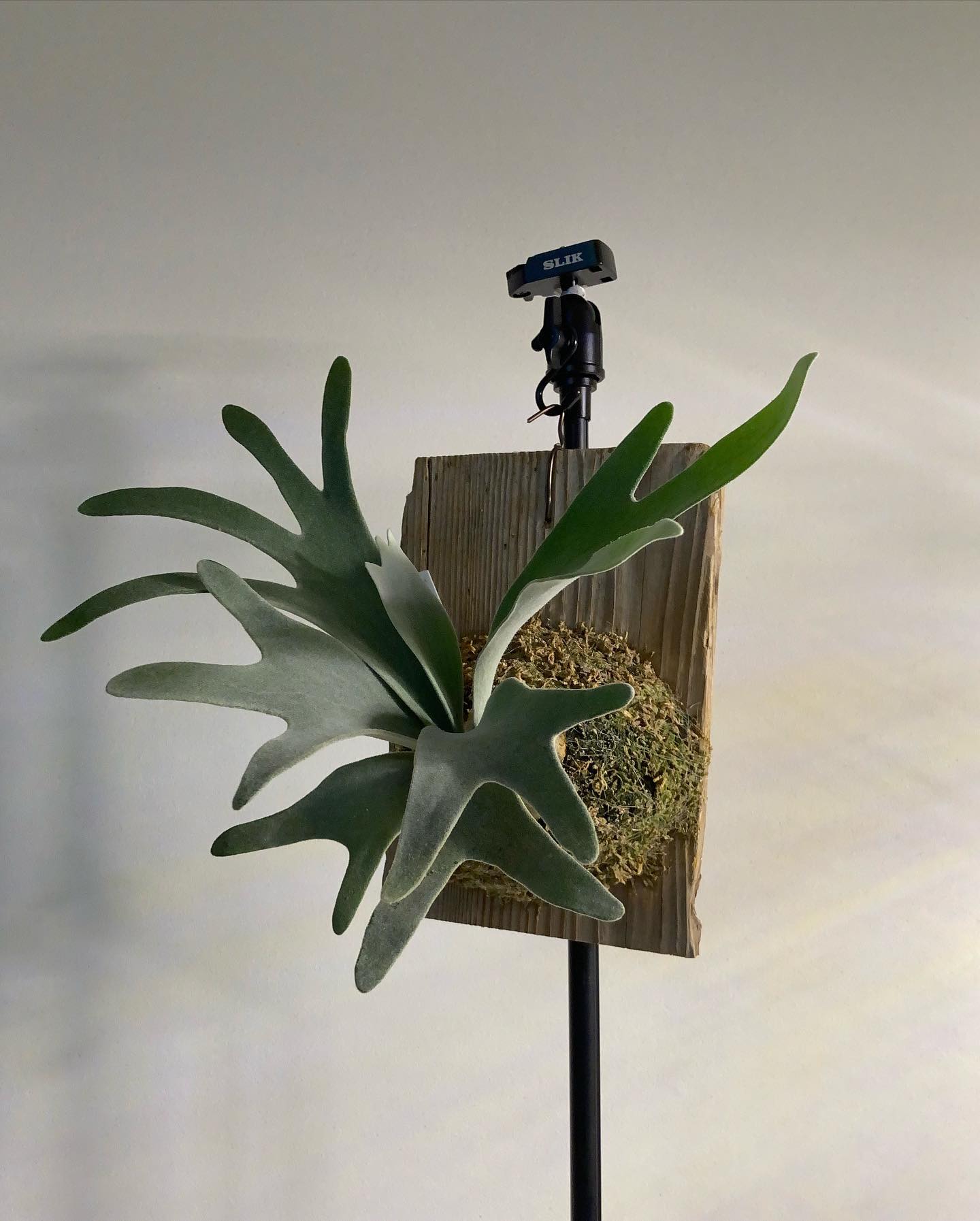 ビカクというかエアプランツみたいですね。