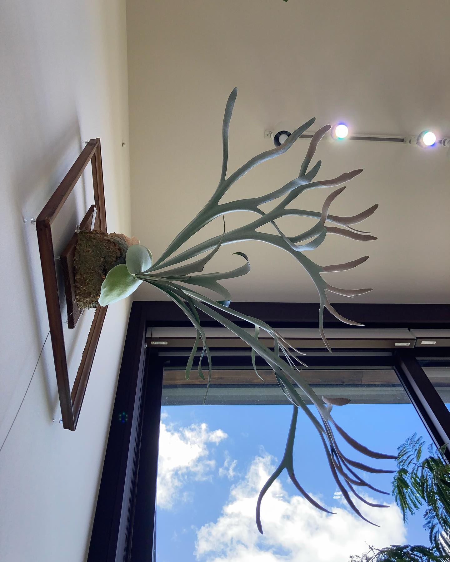 貯水葉がどんな形になるのか楽しみです。 This is moonlight-chan.