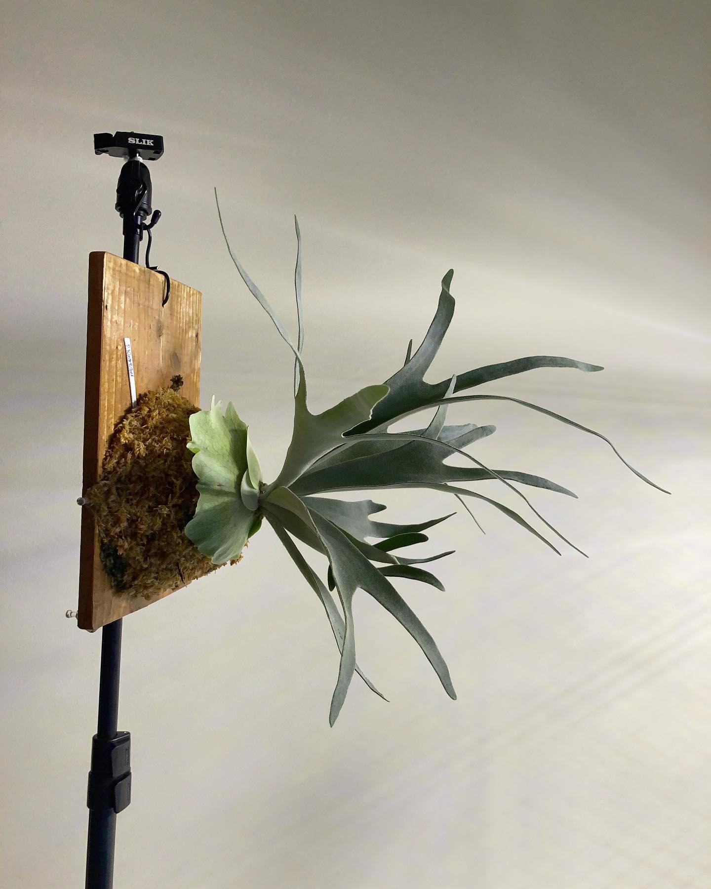 こいつは、、あえて徒長気味にさせた方が良くなる気がする。。