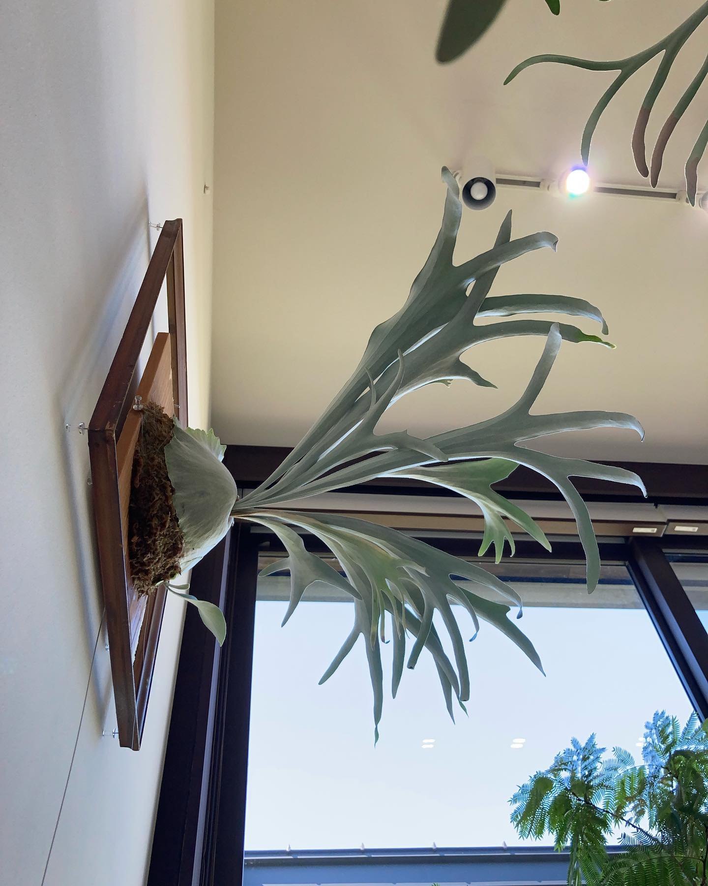 我が家のベイチーワイルドvp 貯水葉出てきた記念です。 ベイチーワイルドが本来持つ研ぎ澄まされた雰囲