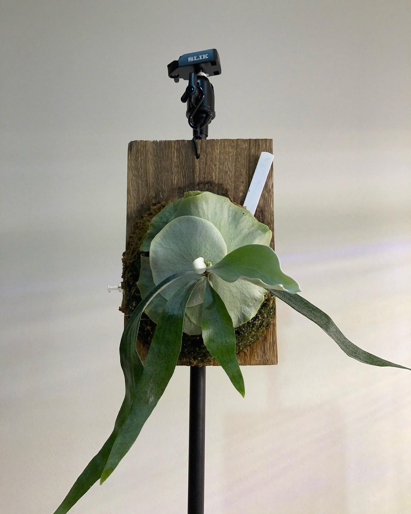 マウントルイスも色々な個性があって面白いです。 これは白くなるタイプらしく、貯水葉がテカテカではなく