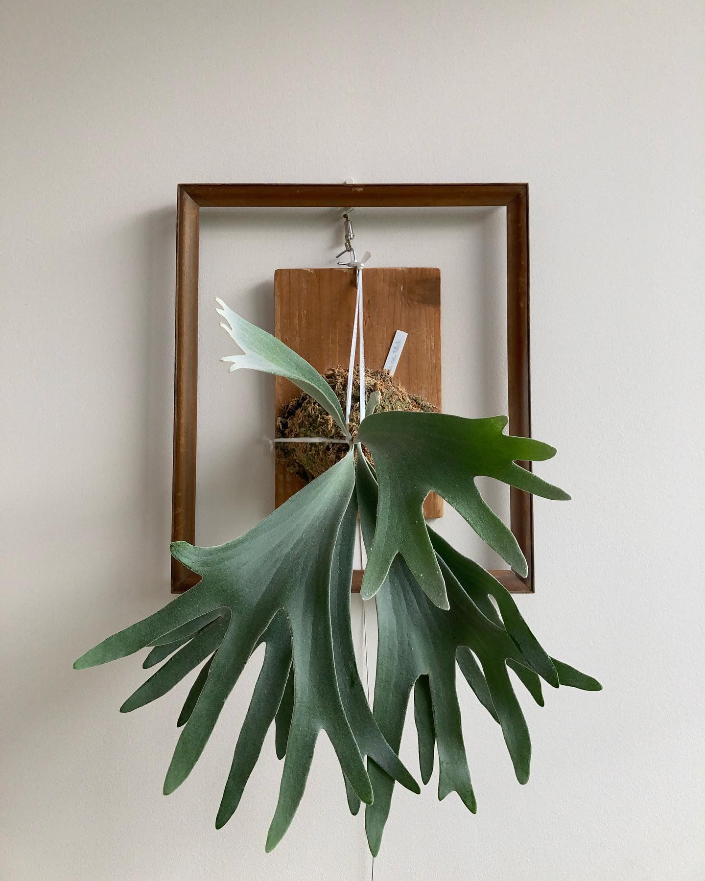 おセルソ様をお迎えして1年経ちました。 当初(5枚目)は、こんな小さな苗が本当に大きくなるのか半信半