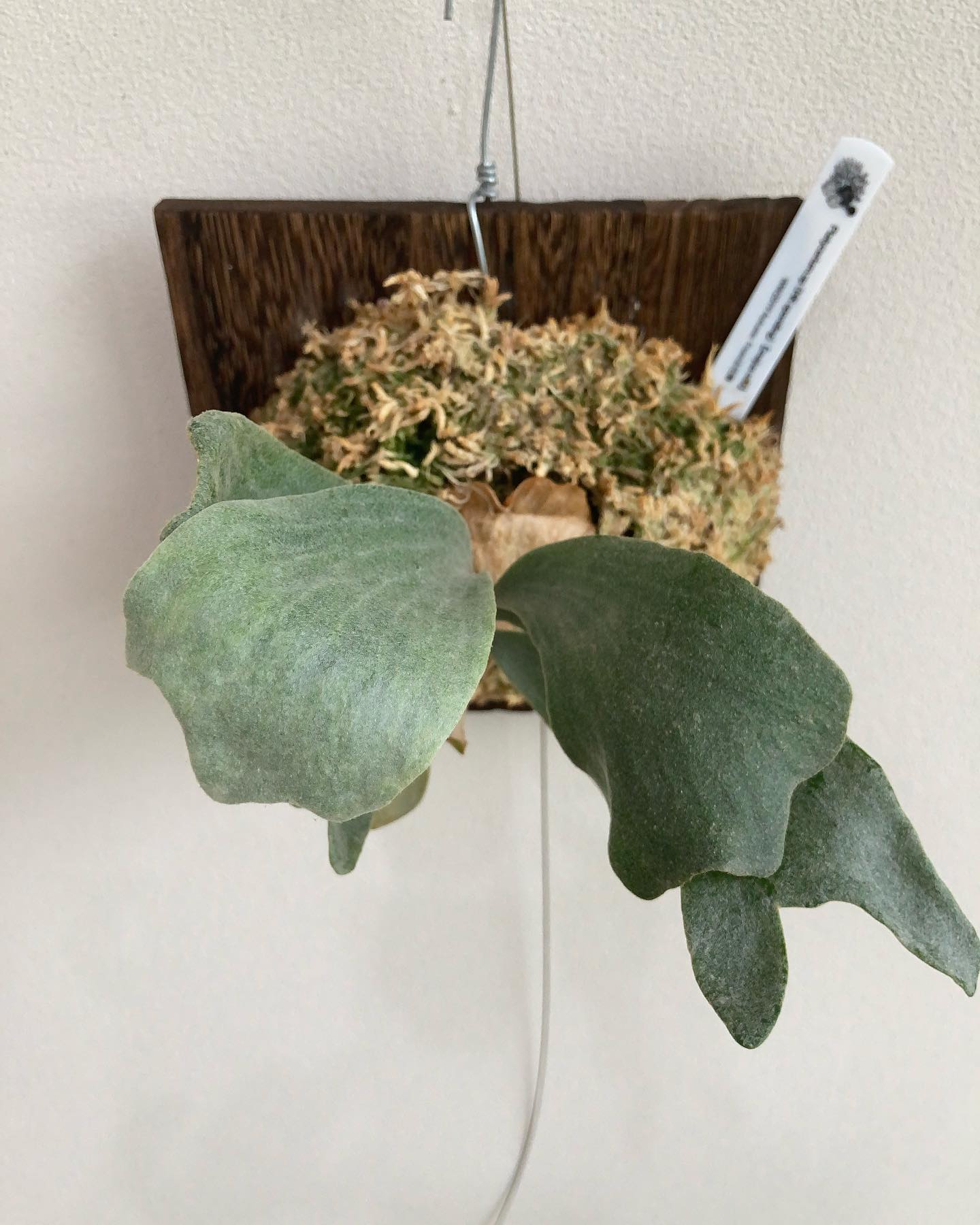 パラフィン紙で出来ているみたいなビカクシダ 部分的に黄色っぽい感じもしてかなり独特。 無人島に一株だ