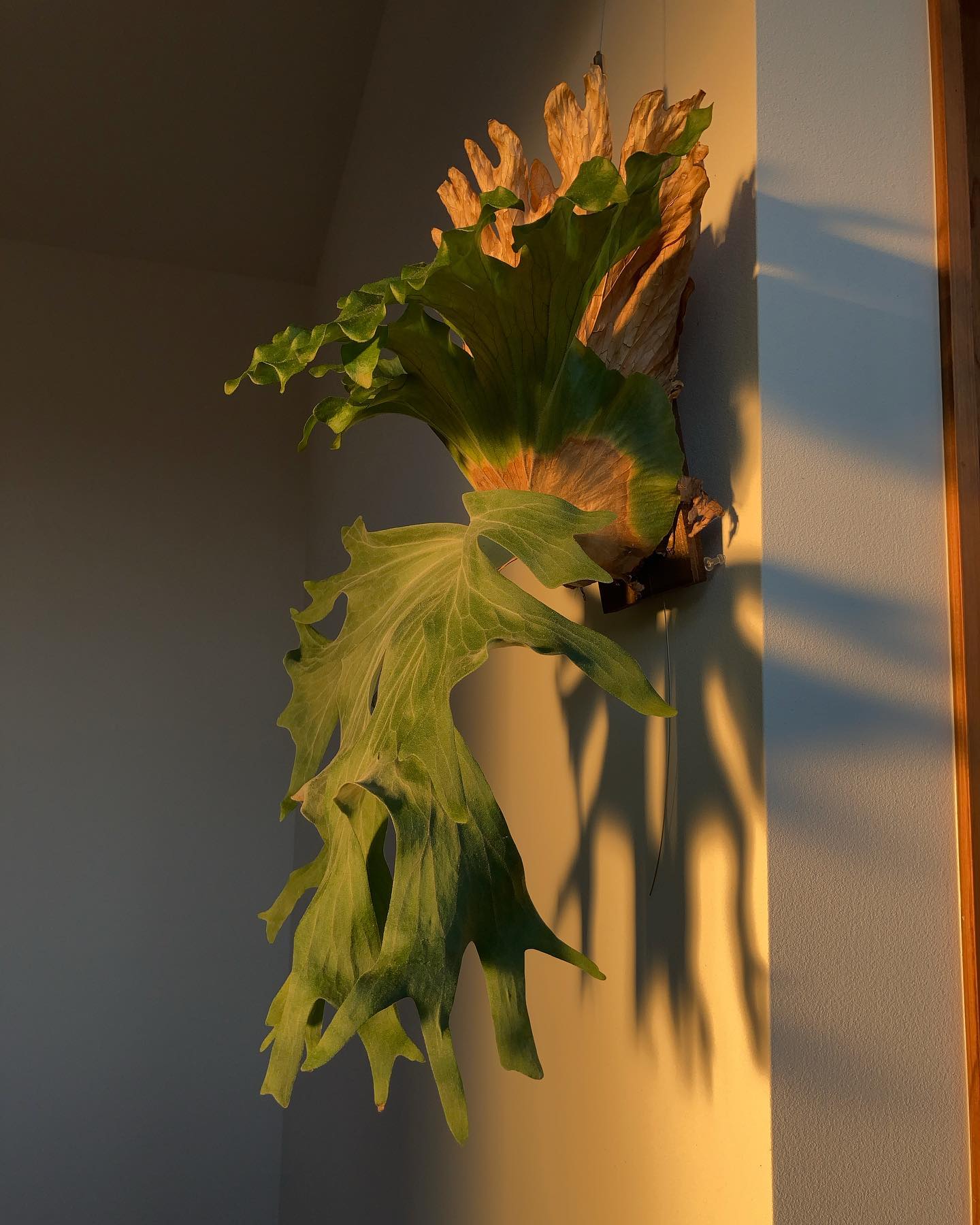 エモいビカク…エモビです。