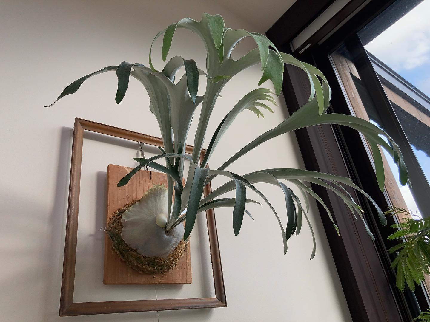 ベイチーワイルドvp 尖る気配が皆無であるが、これはこれで…