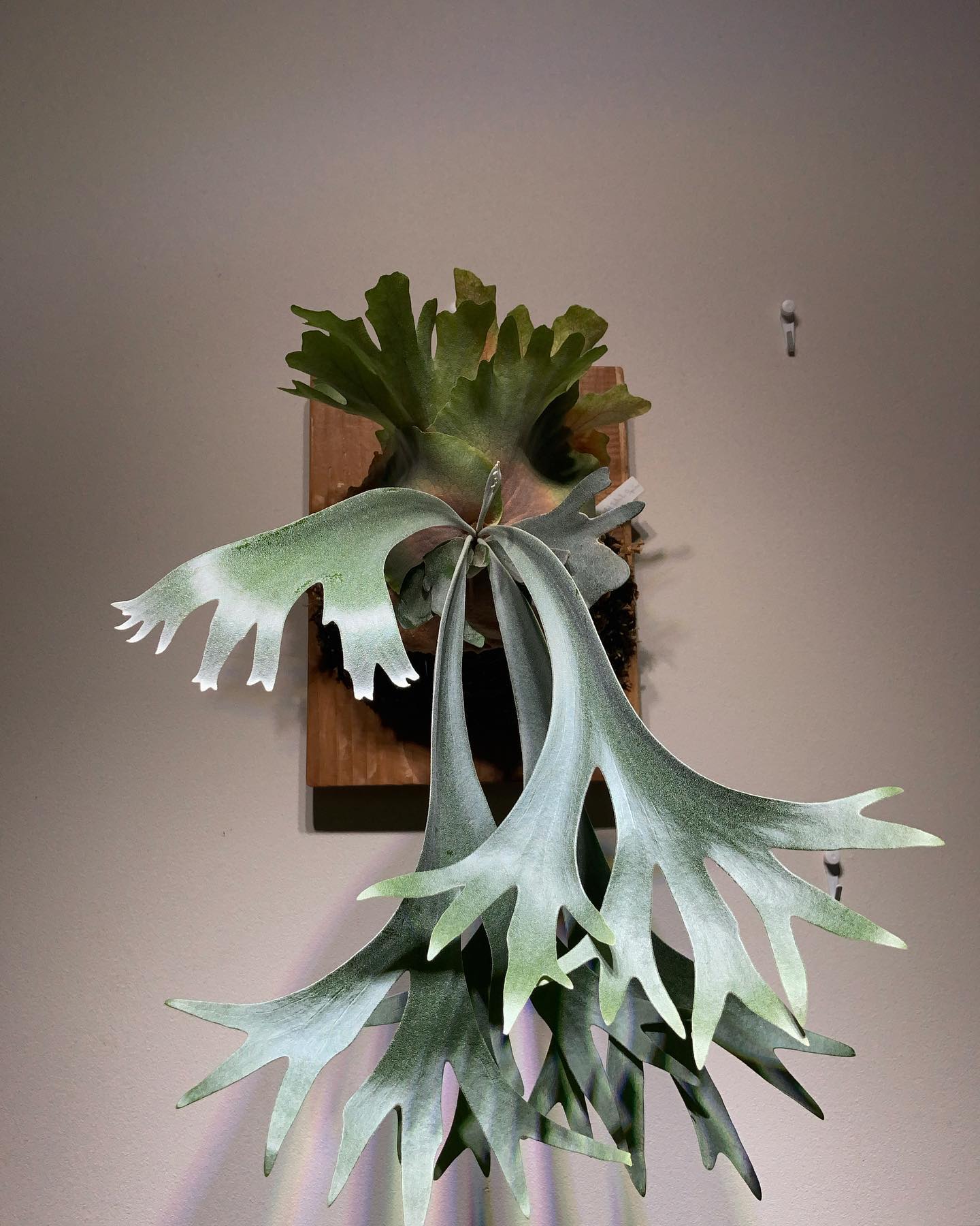 今からスコタツに似てくるのか、似てこないのか 出来れば似ないで欲しい。。