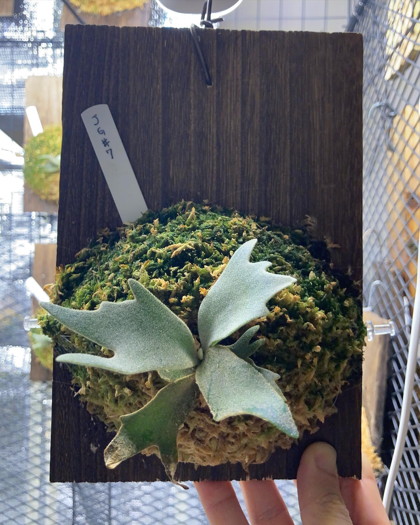 だいぶJGsらしくなってきたかな？？ 実はそれぞれ肥料が違います