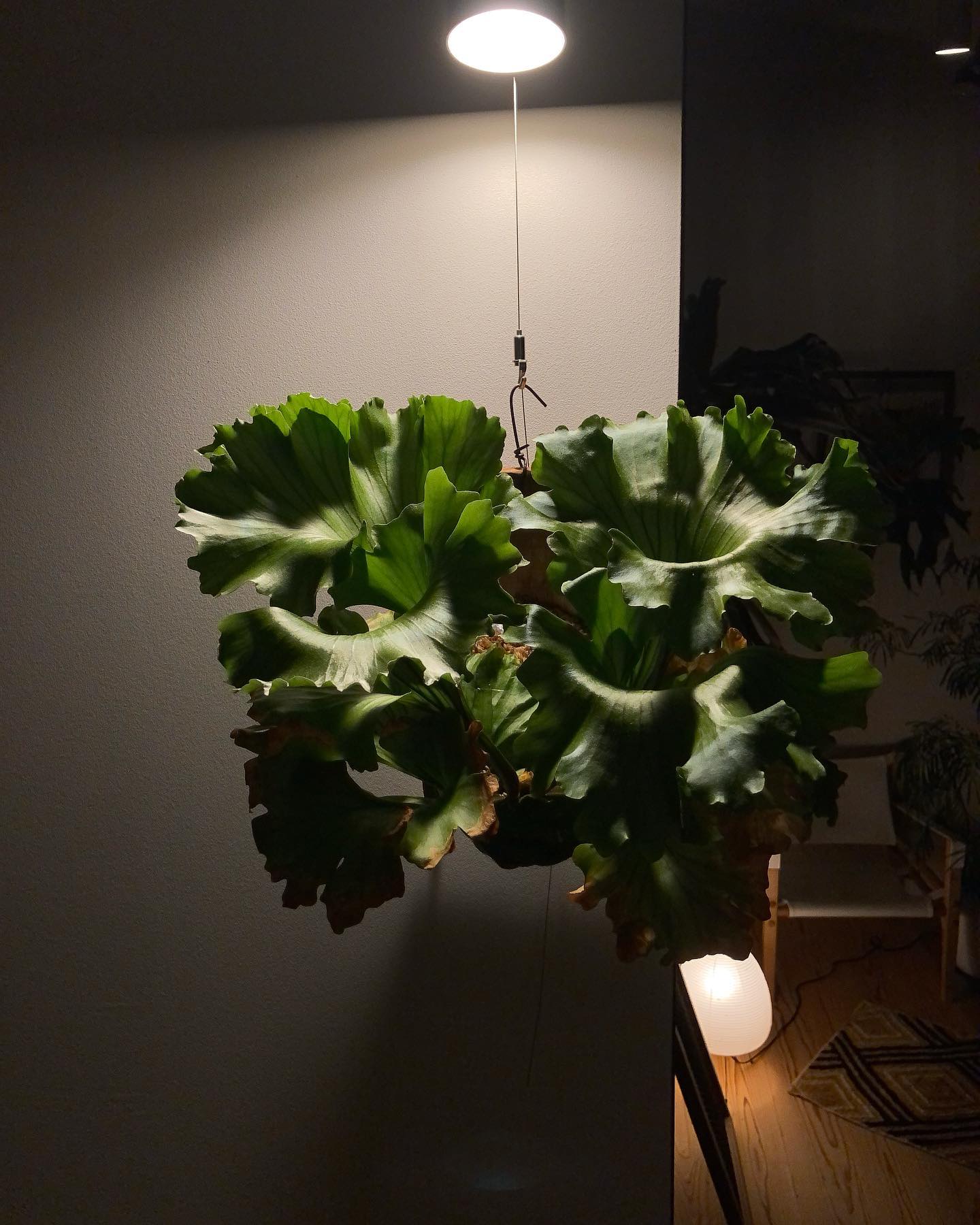 ほんとにリドレイ？