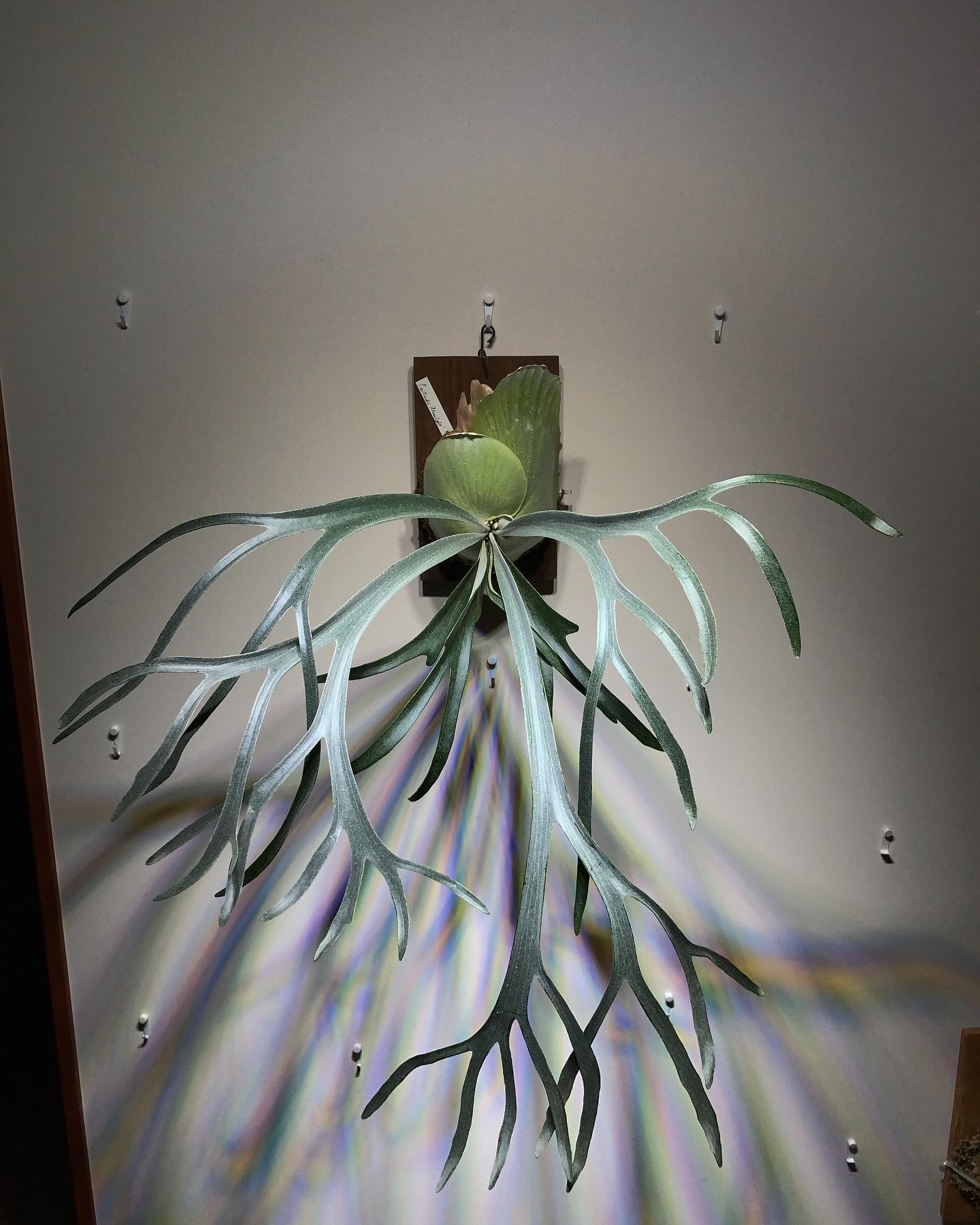 これ、めっちゃ好きやねん。